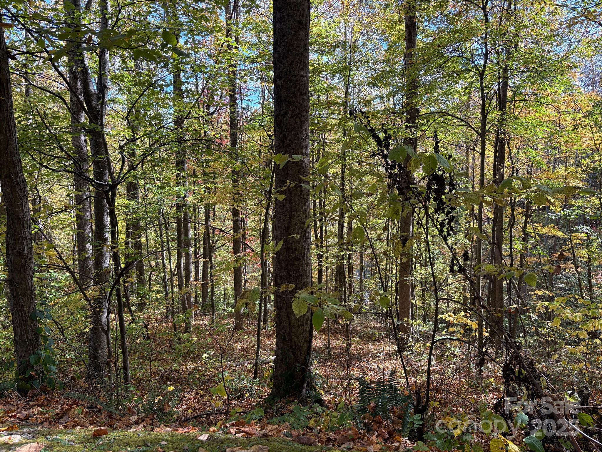 Mountain Watch - Land