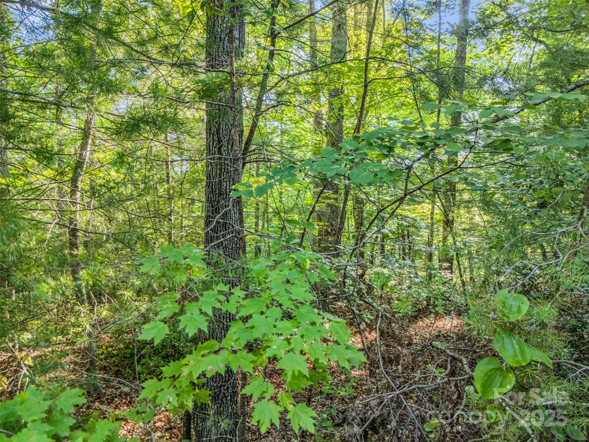 Forest Heights - Land