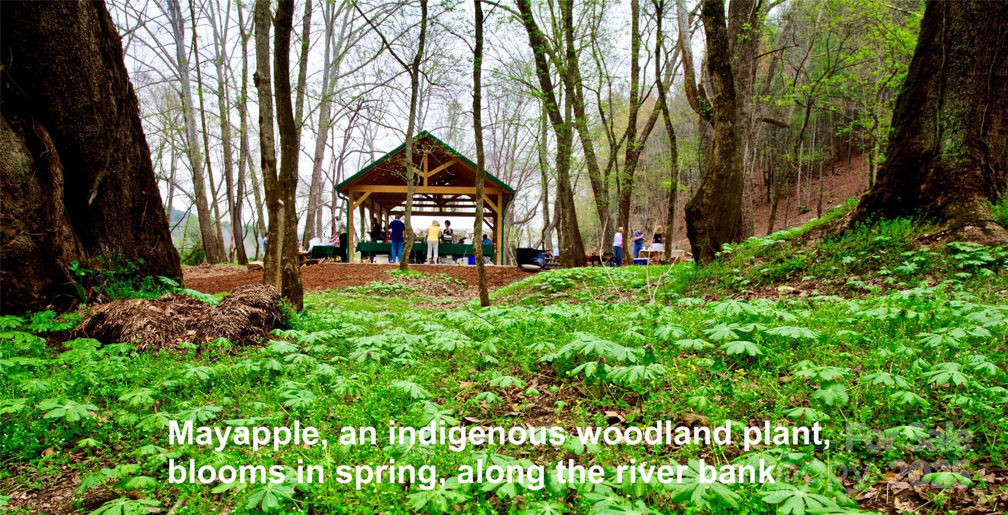 The Coves Mountain River Club - Land