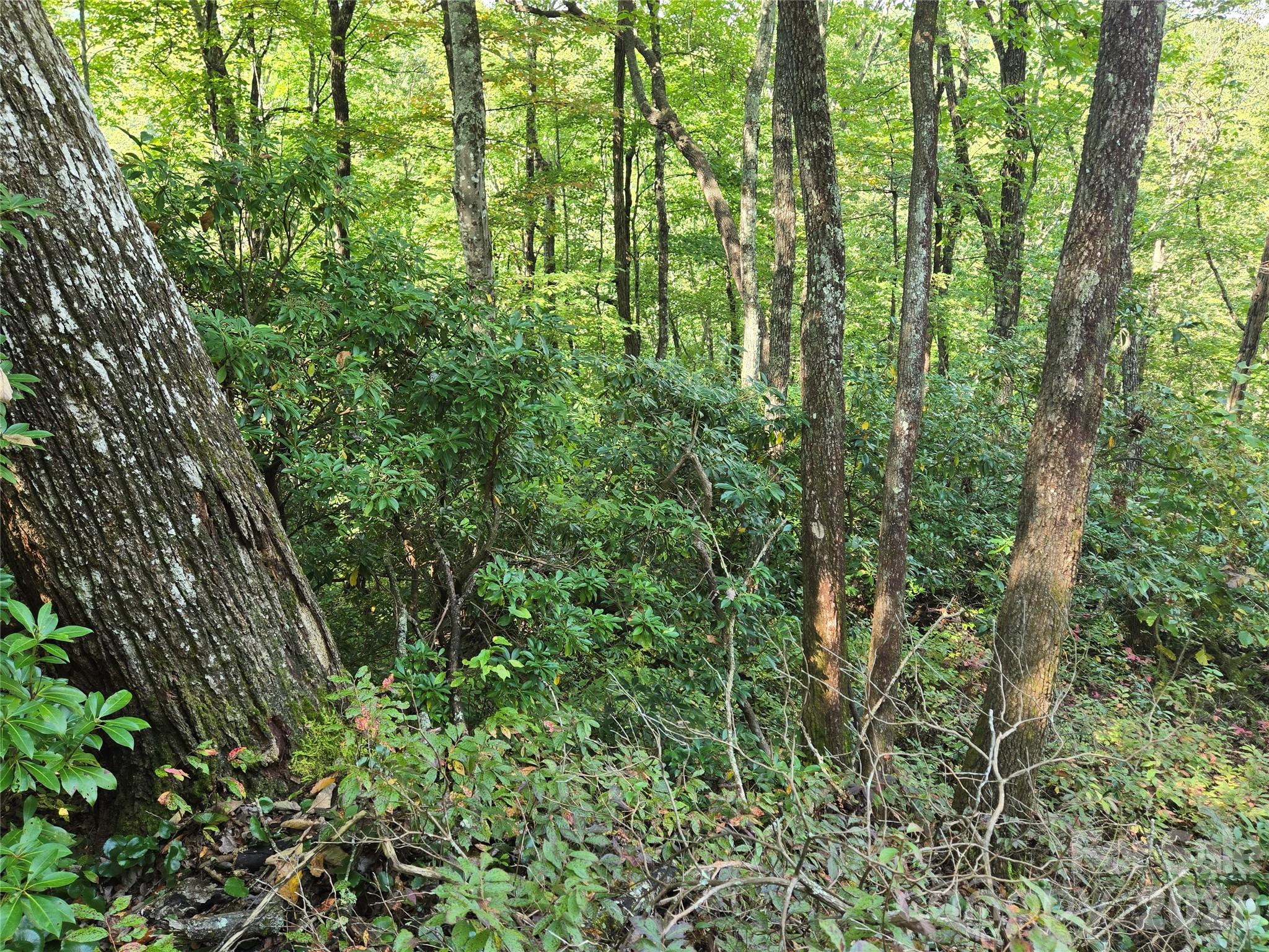 Indian Camp Mountain - Land