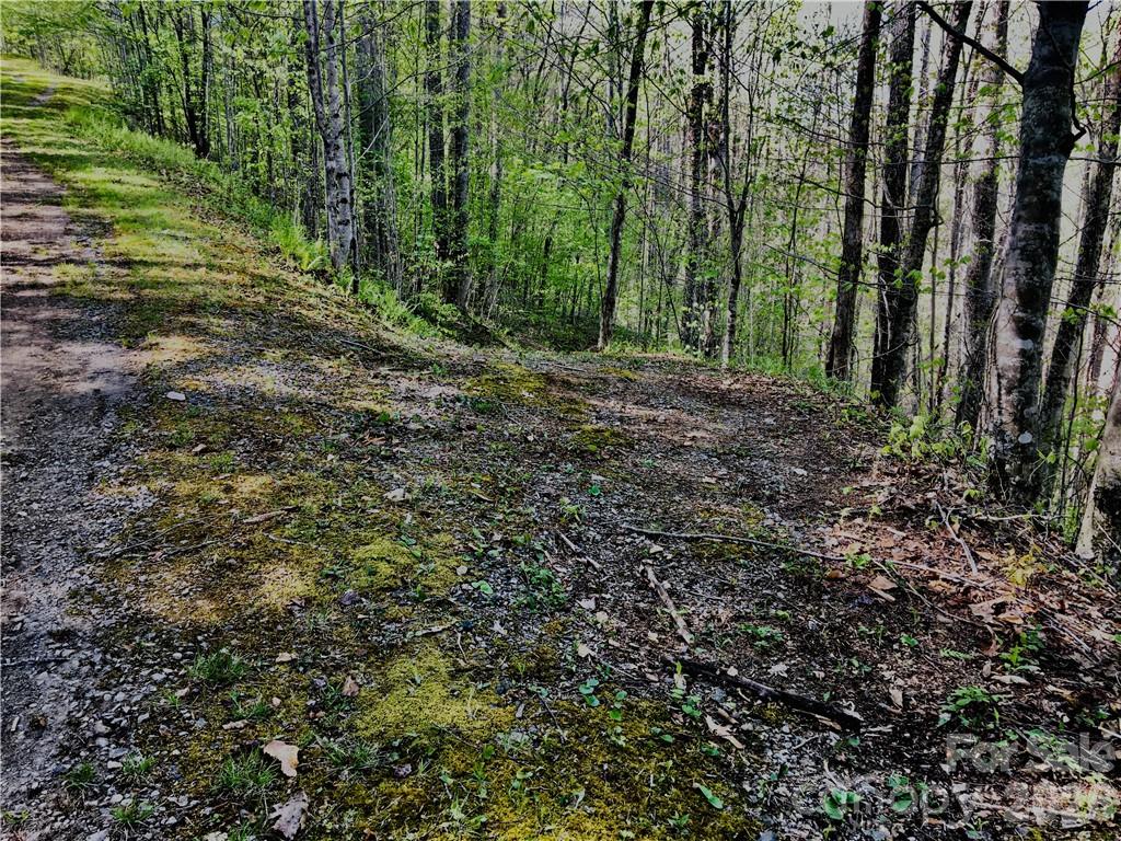 Trillium - Land