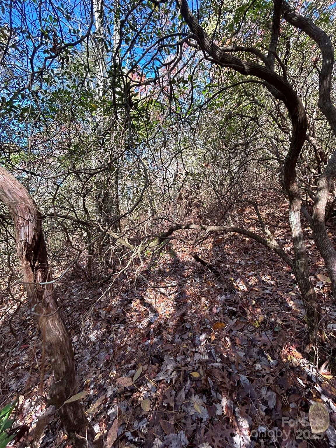 Sherwood Forest - Land