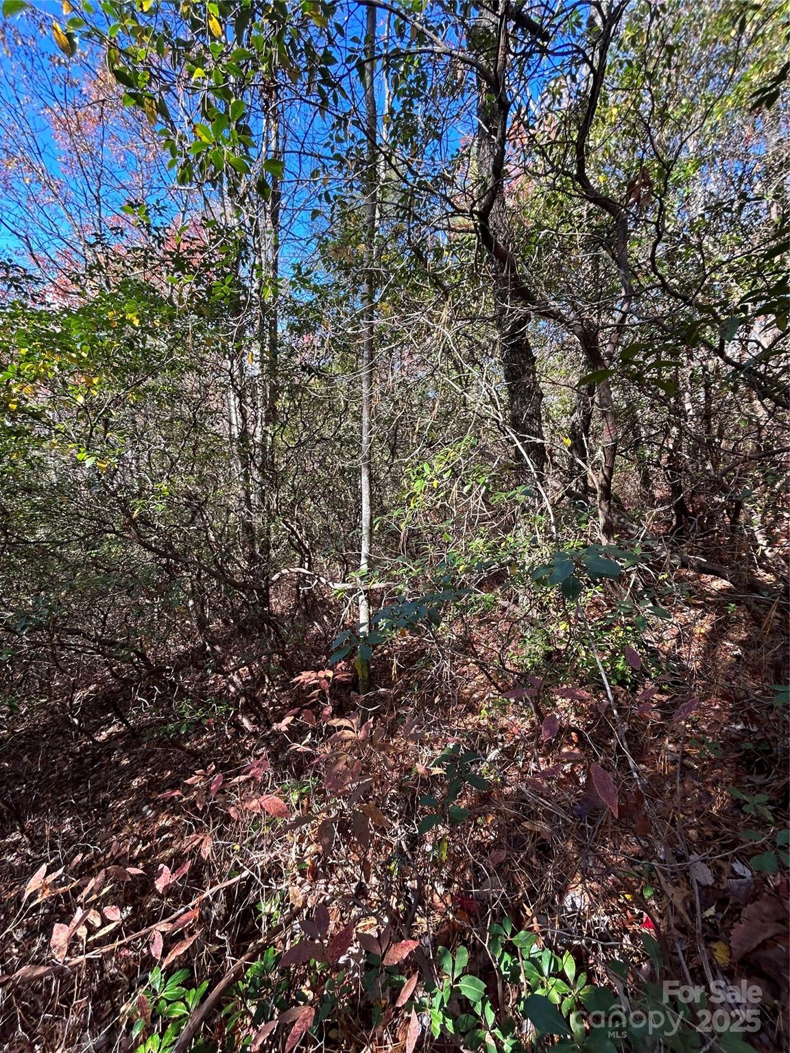 Sherwood Forest - Land
