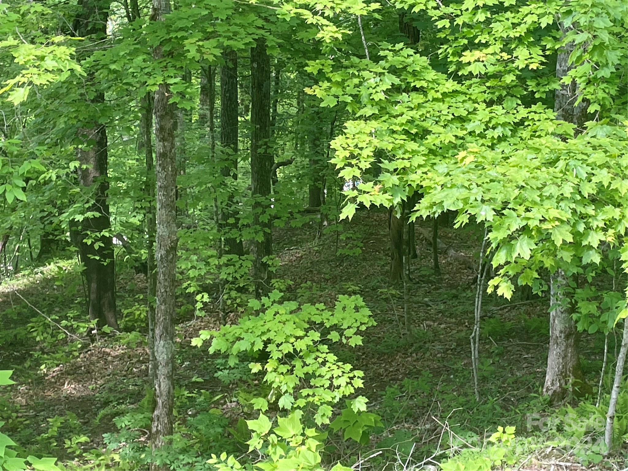 Wolf Laurel - Land