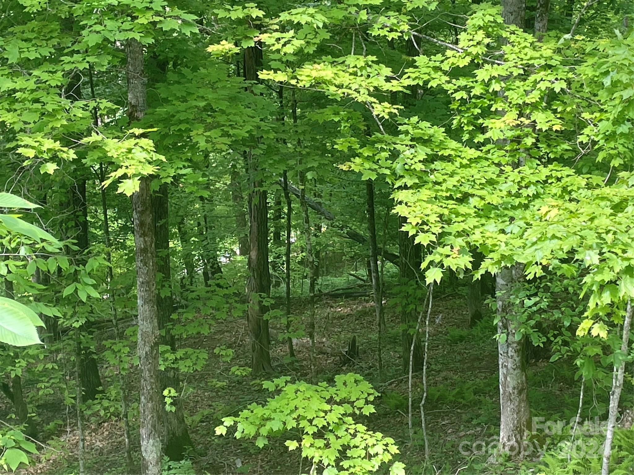 Wolf Laurel - Land