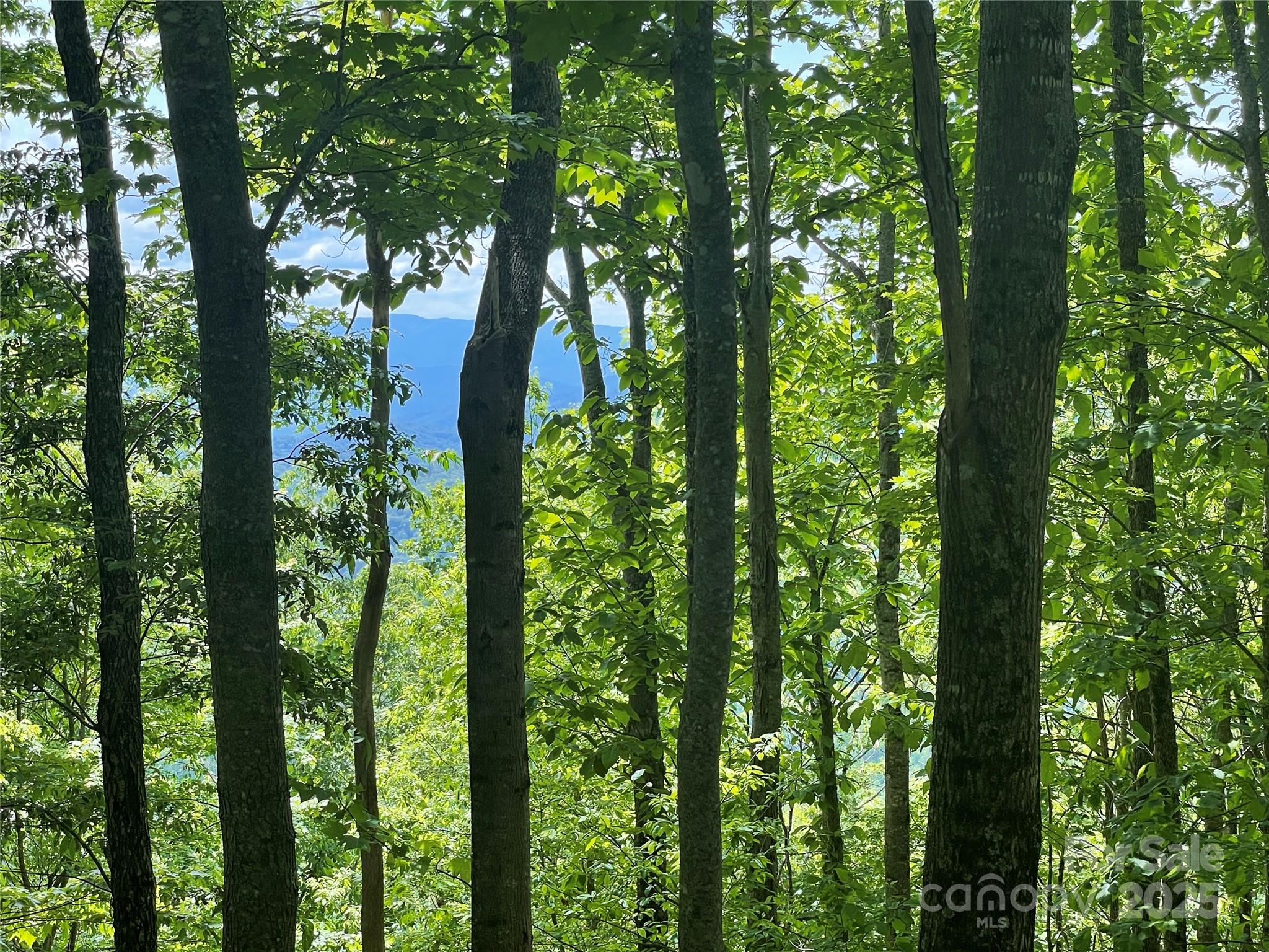 Balsam Mountain Preserve - Land