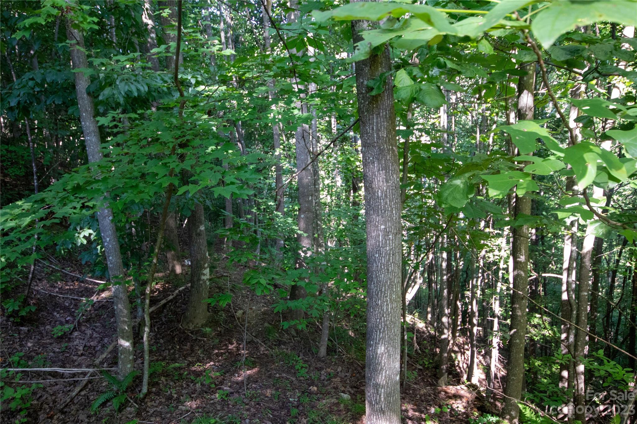 Timber Rock - Land