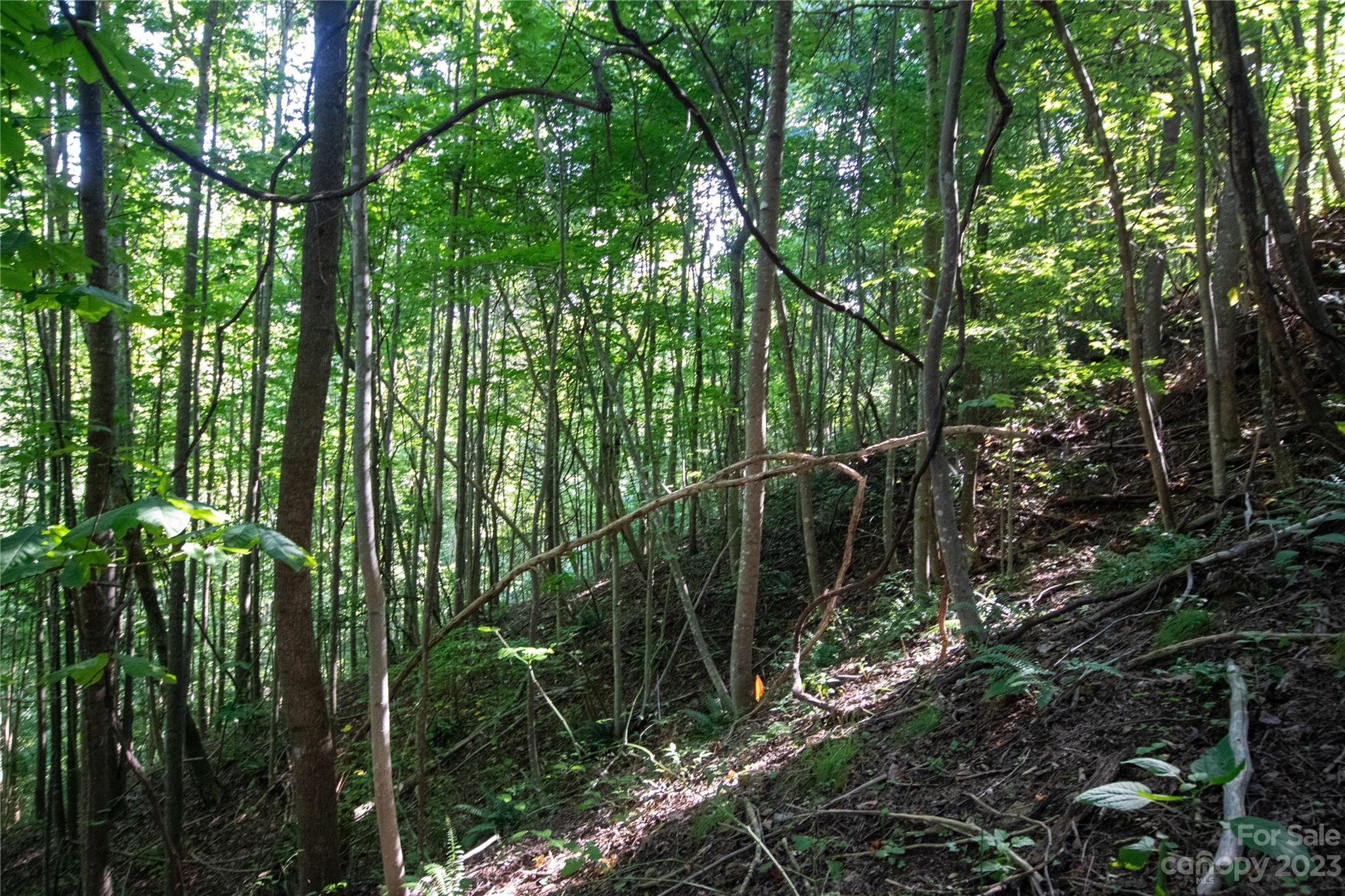 Timber Rock - Land
