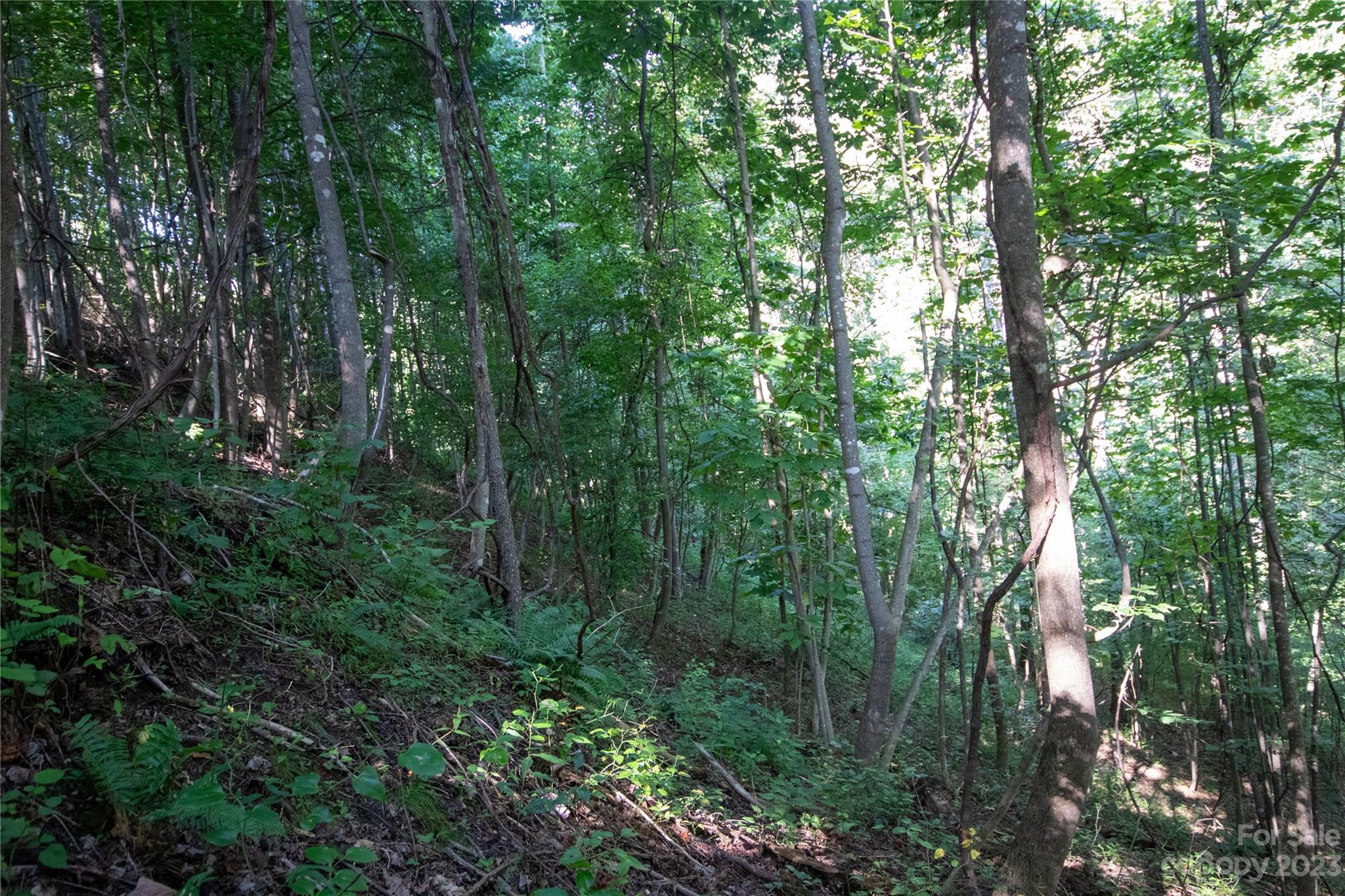 Timber Rock - Land