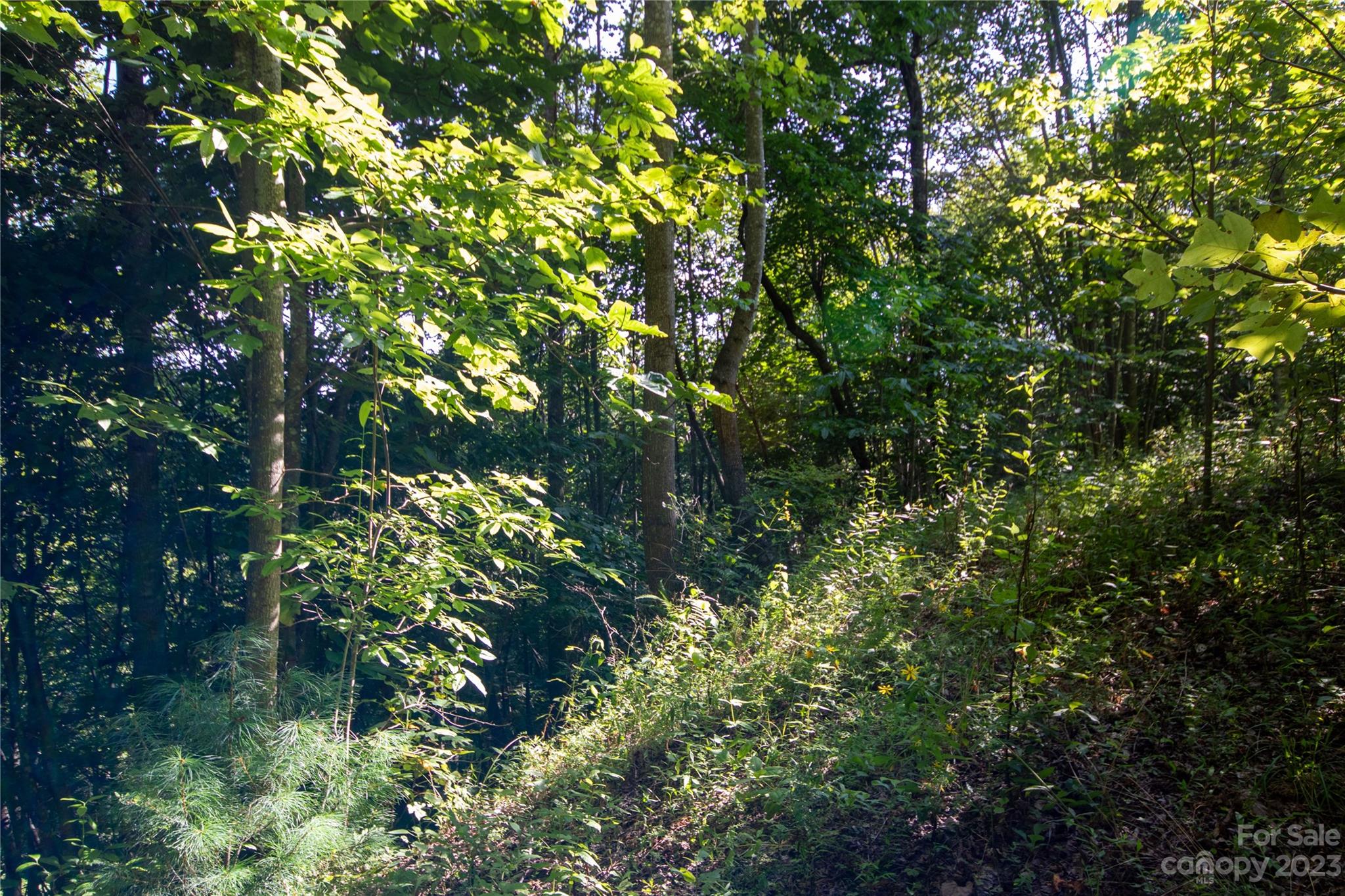 Timber Rock - Land