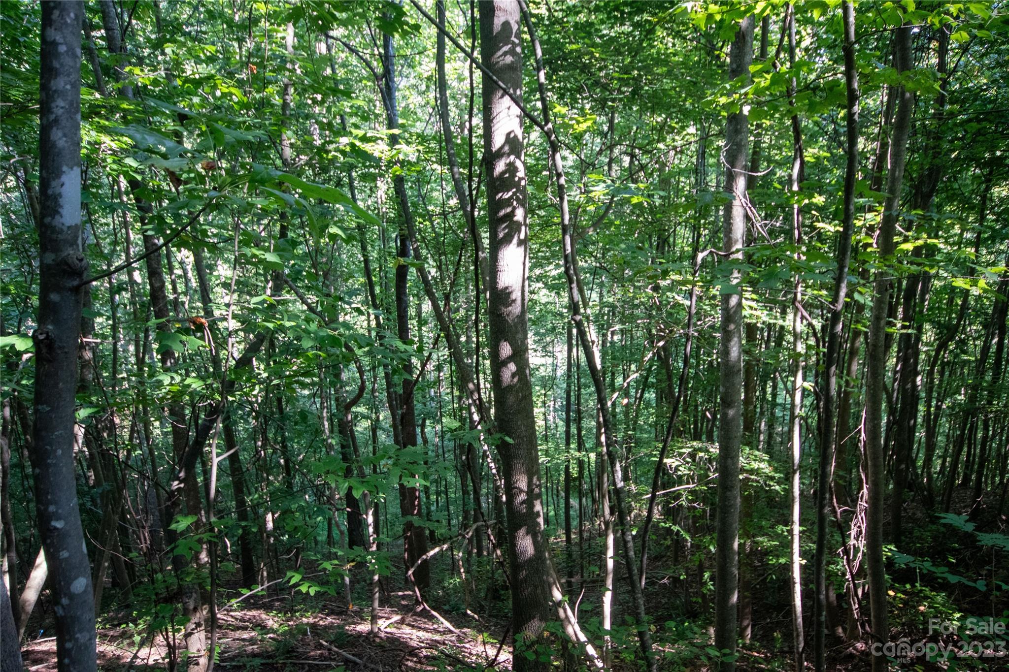 Timber Rock - Land