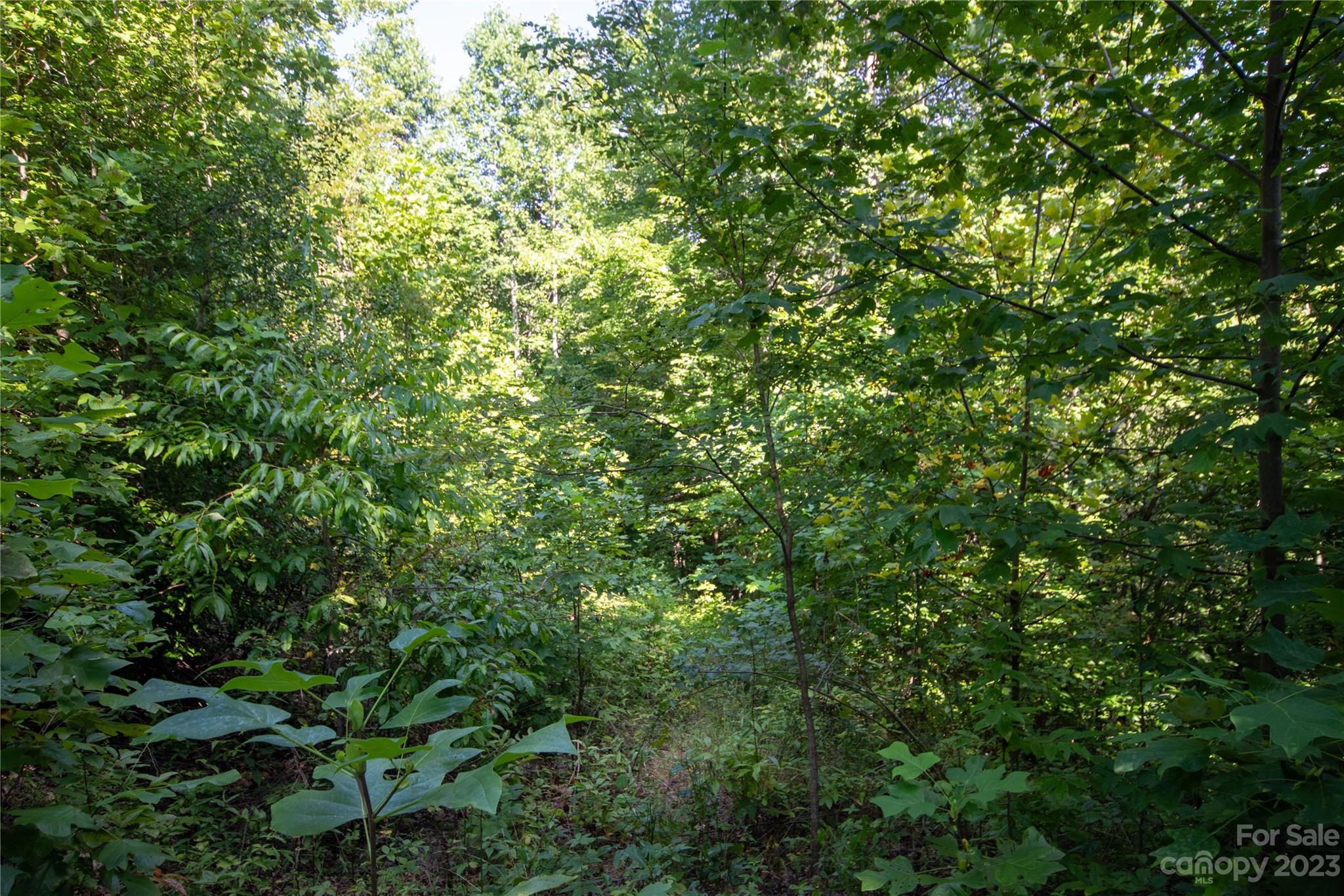 Timber Rock - Land