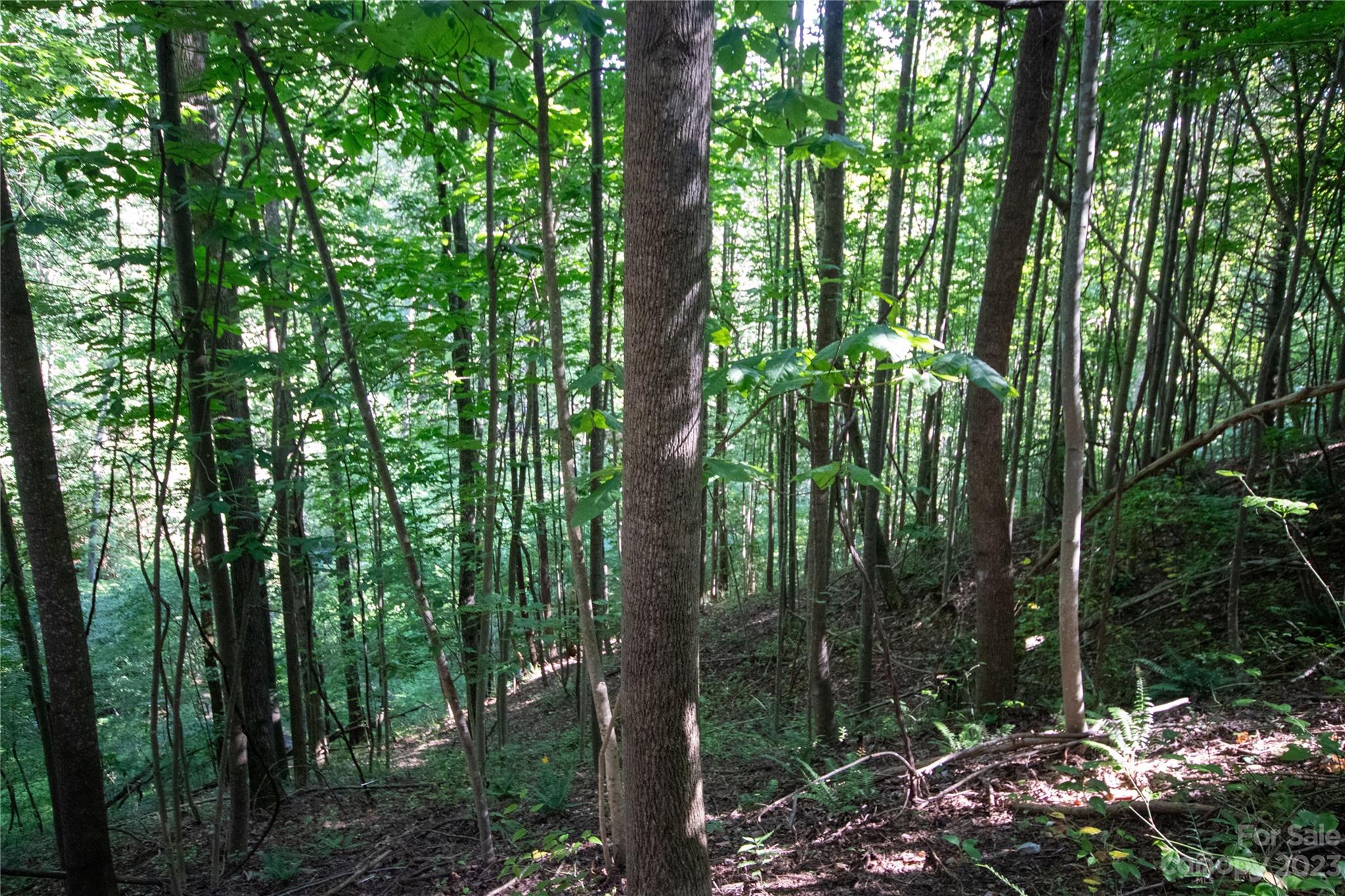 Timber Rock - Land