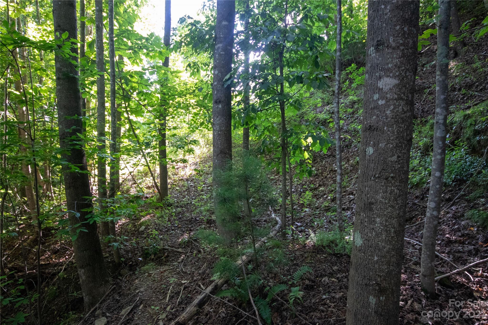 Timber Rock - Land