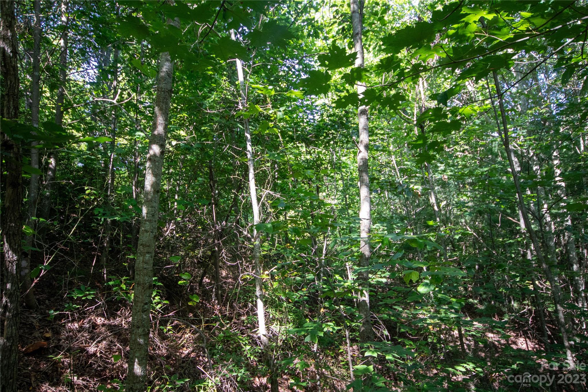 Timber Rock - Land