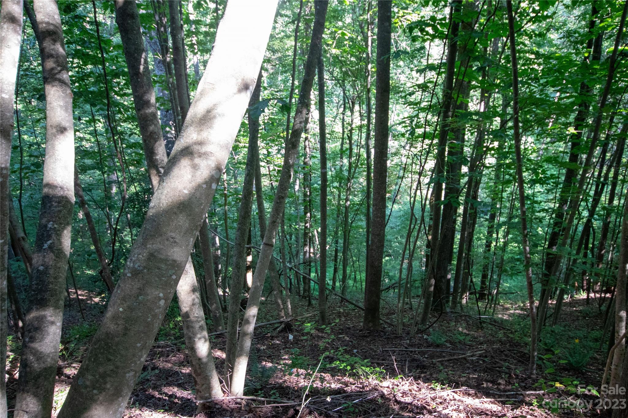 Timber Rock - Land