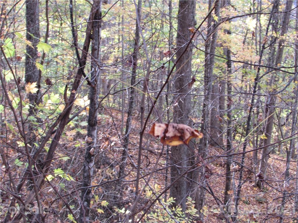 Red Wolf Run - Land