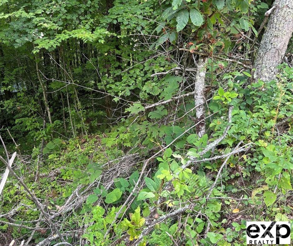 Discover the perfect canvas for your mountain retreat on this beautiful 1.39-acre vacant lot, located near the scenic Blue Ridge Parkway. Nestled at an elevation of 4,150 feet, you'll enjoy cool summers and breathtaking views. With no HOA restrictions, the possibilities are endless—build your dream home and even supplement costs by turning it into a vacation rental. This is your opportunity to create a custom mountain getaway in desirable Maggie Valley. Don't miss out on this blank slate to make your vision a reality! FRONT WHELL OR FOUR WHEEL DRIVE IS HIGHLY RECOMMENDED!