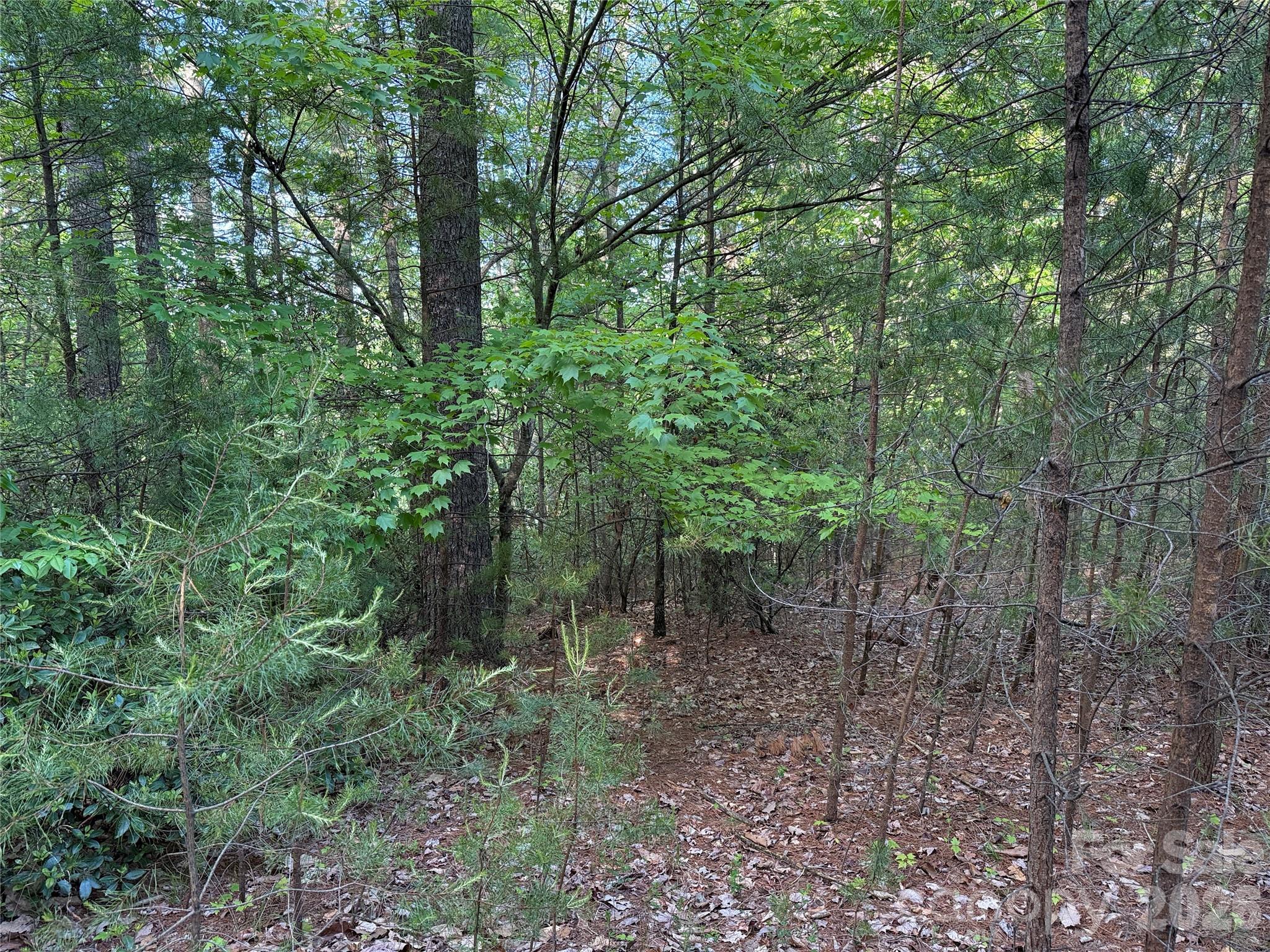 Buck Mountain - Land