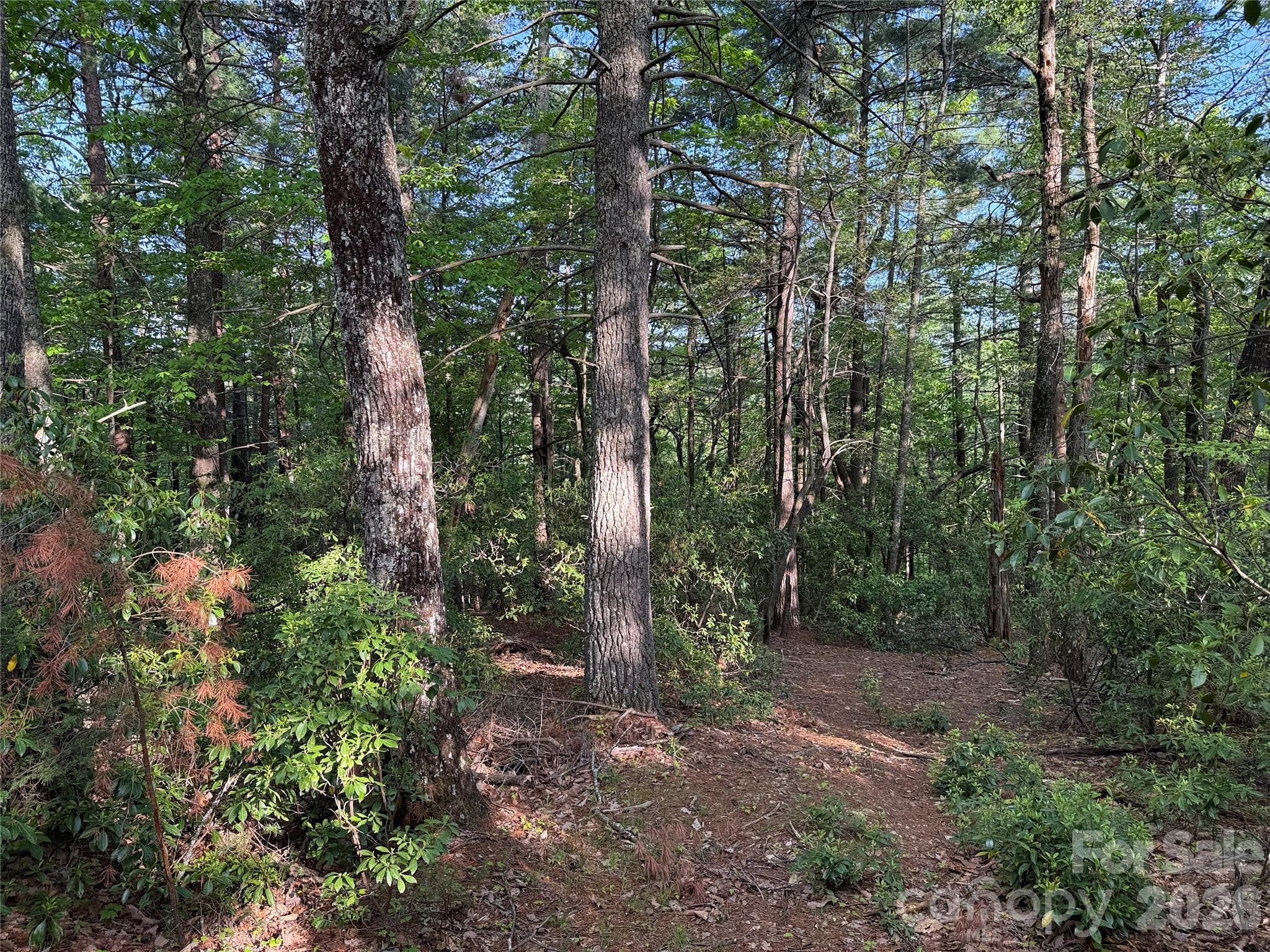 Buck Mountain - Land