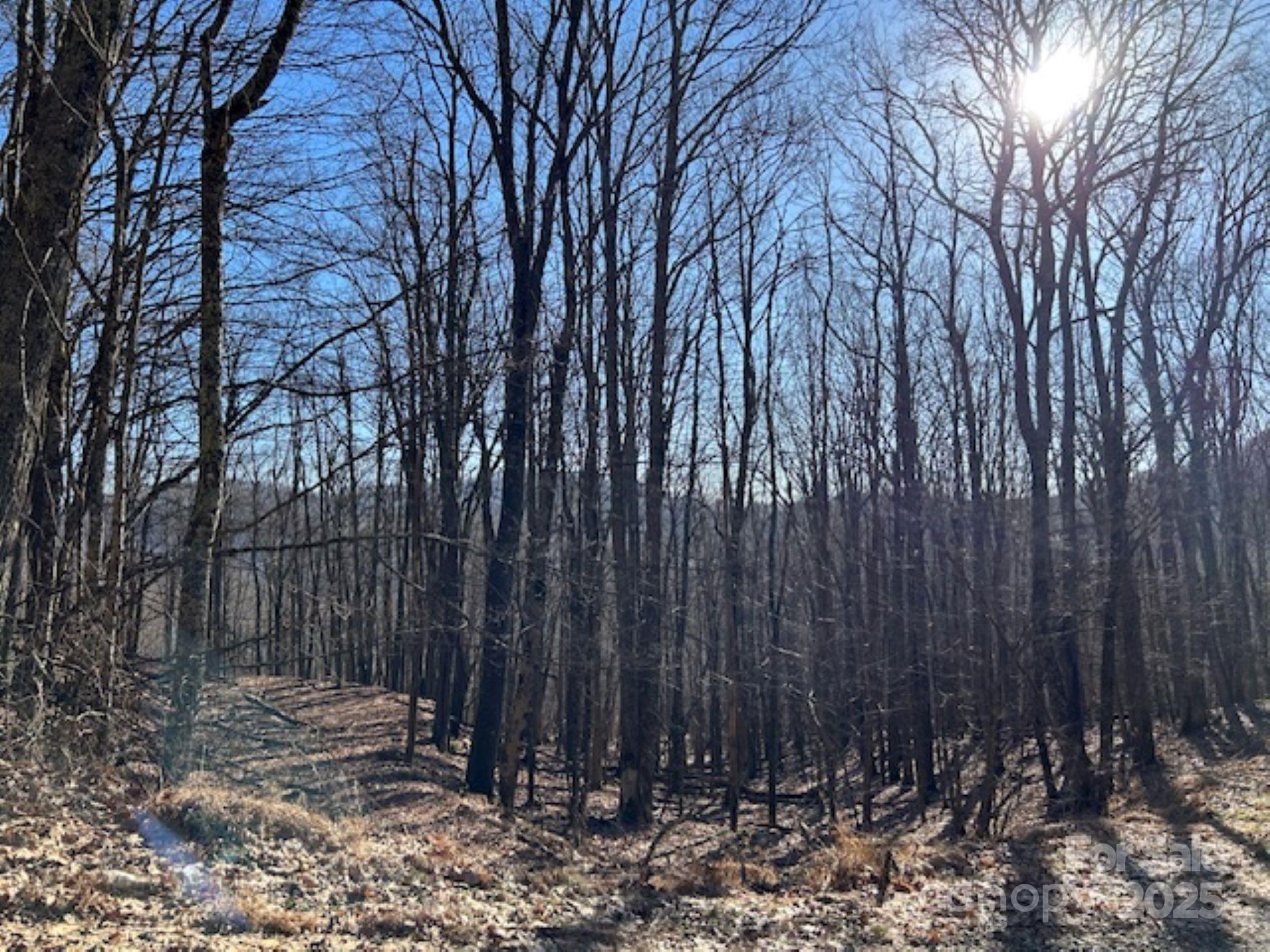 Wolf Laurel - Land