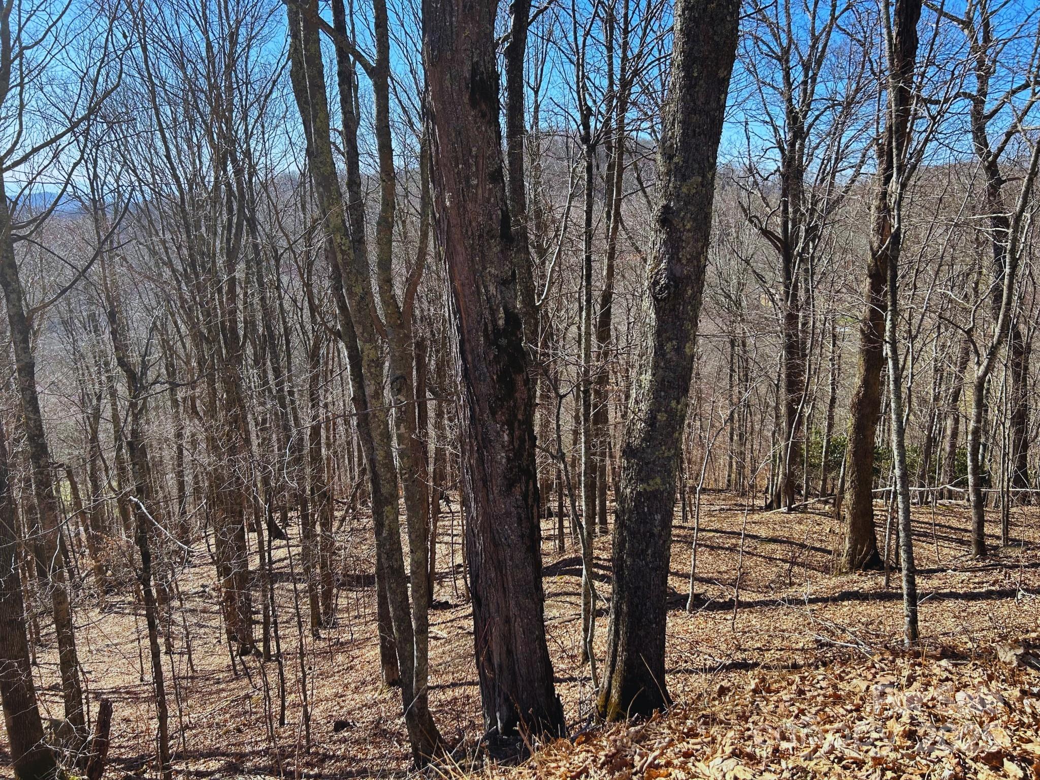 Wolf Laurel - Land