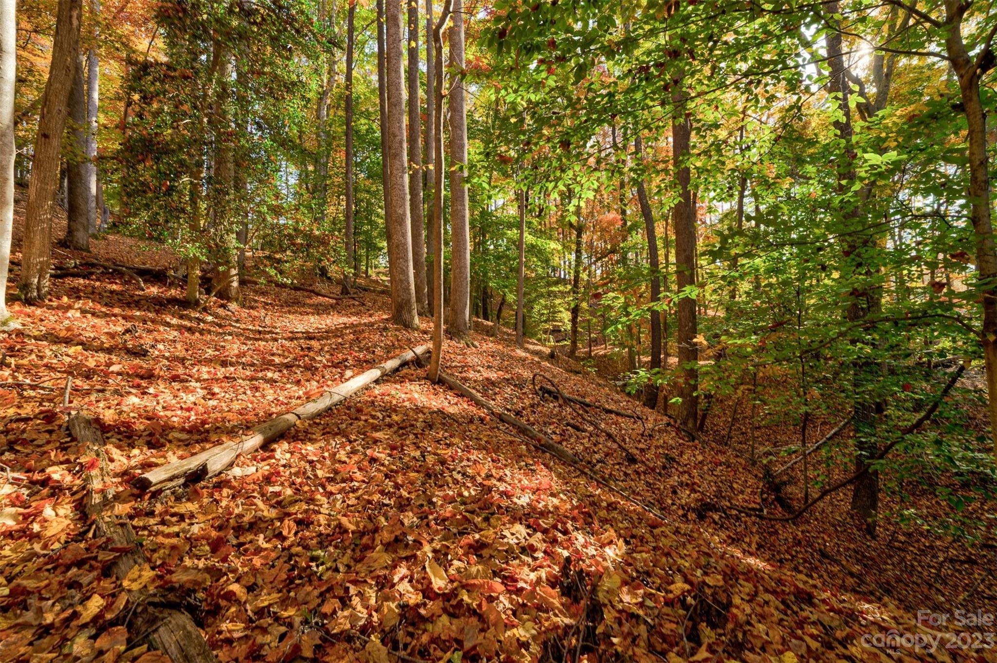 Black Forest - Land