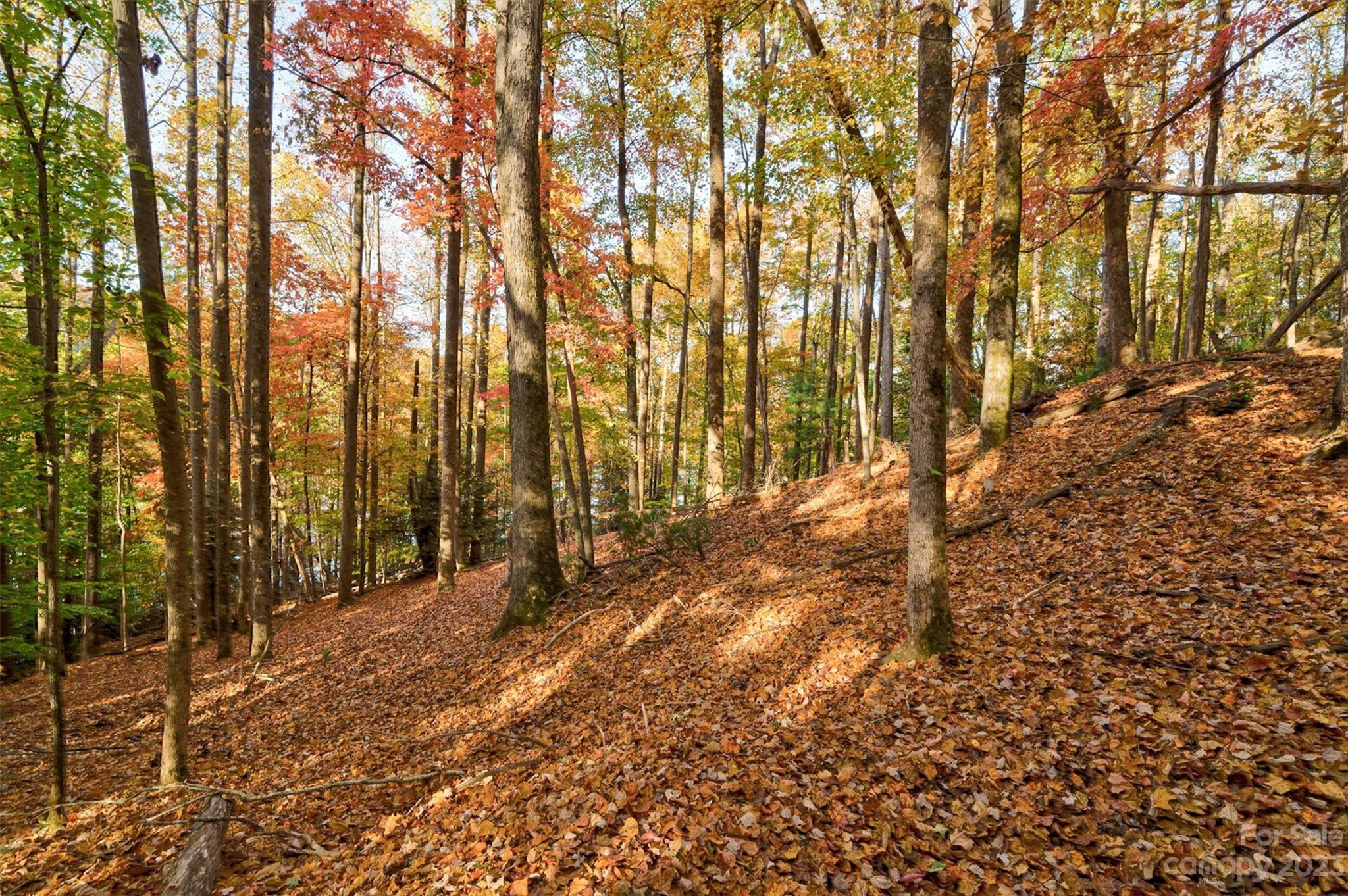 Black Forest - Land