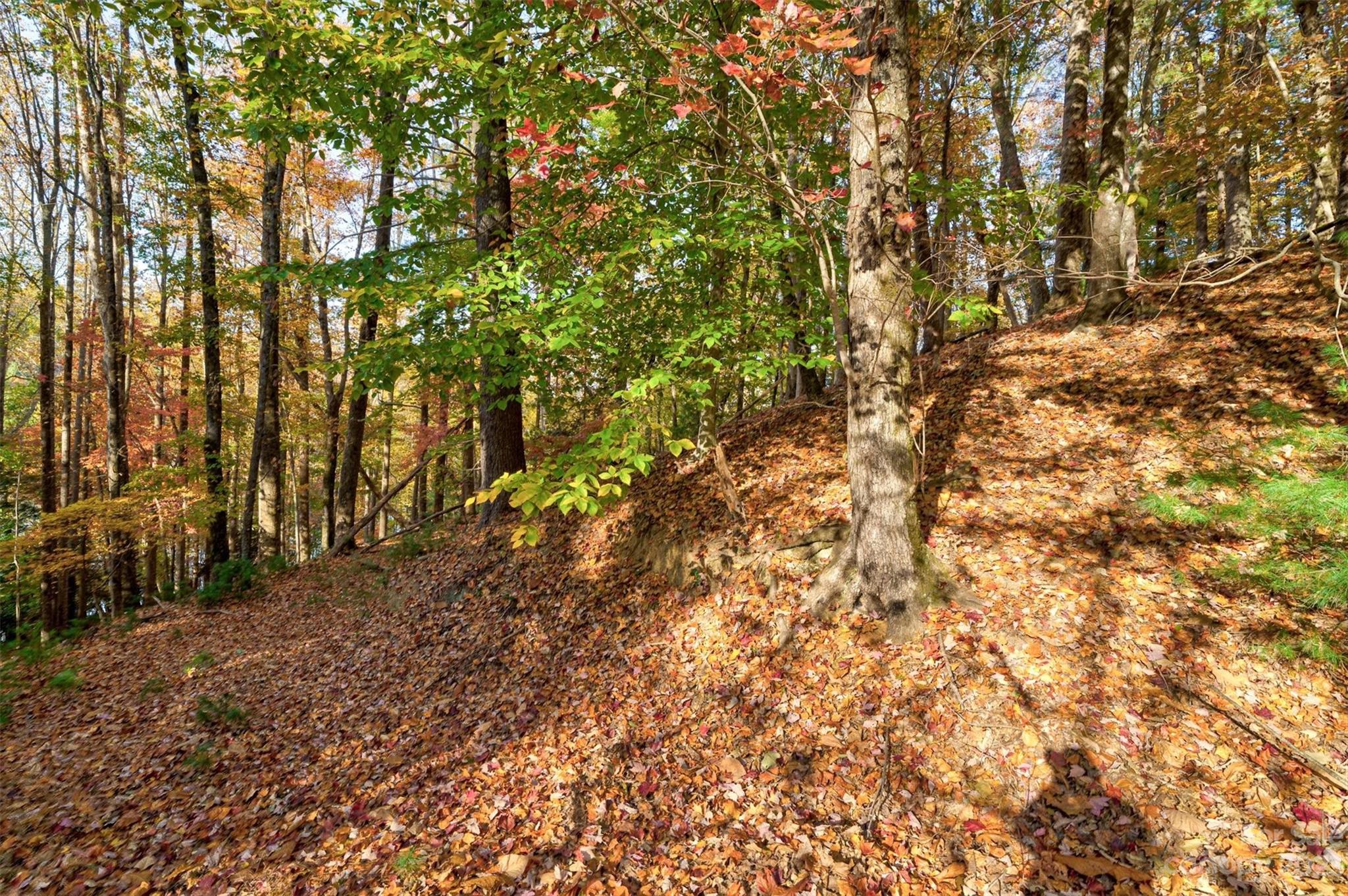 Black Forest - Land