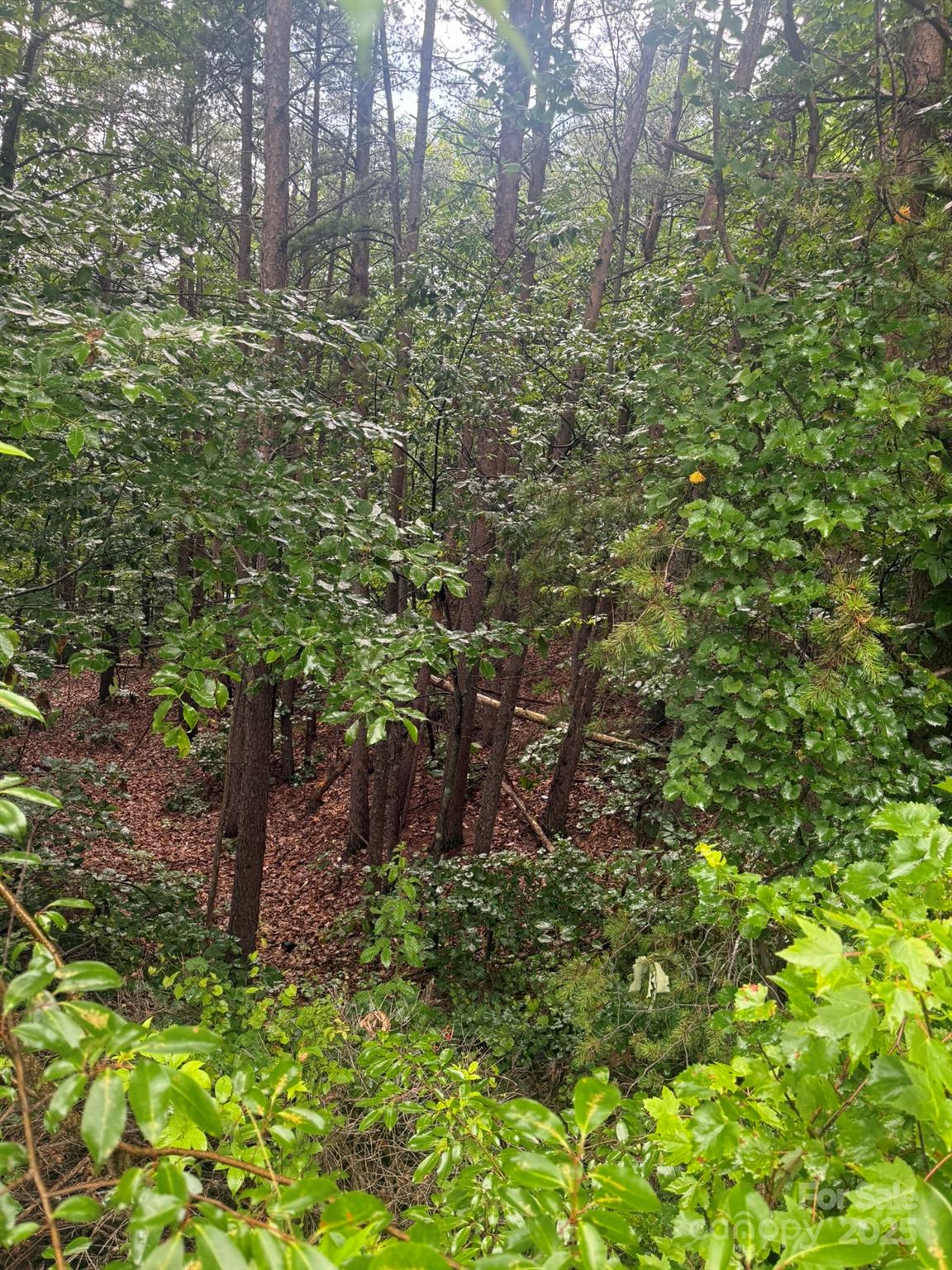 Pineknoll - Land