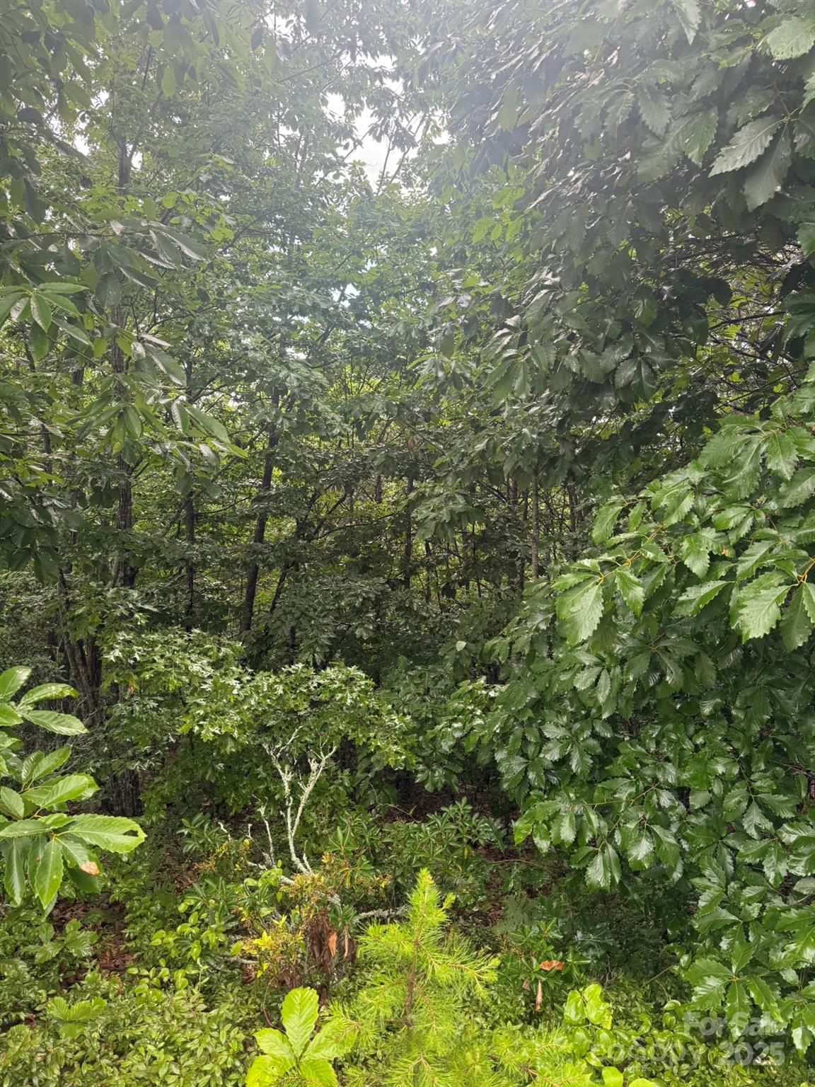 Pineknoll - Land