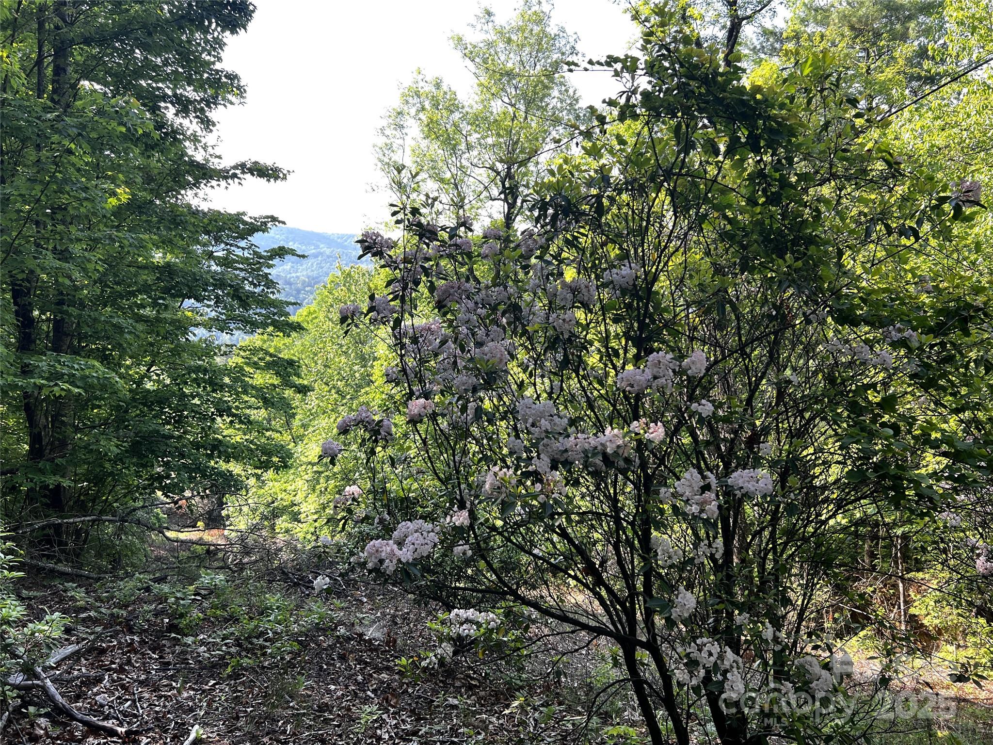Round Mountain - Land
