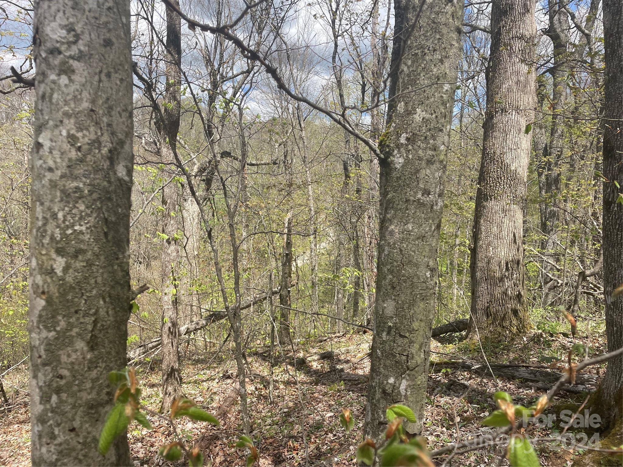 Wolf Laurel - Land