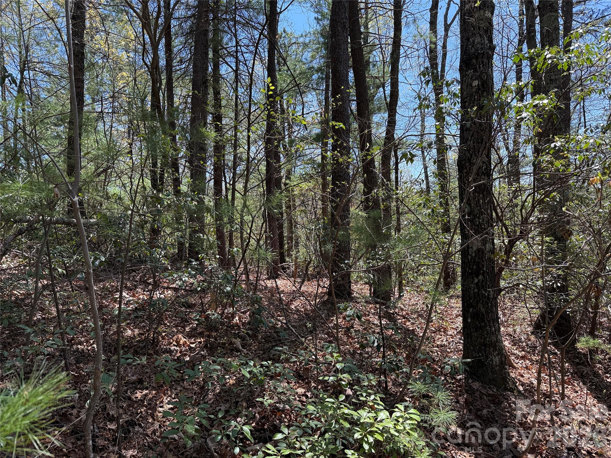 Buck Mountain - Land