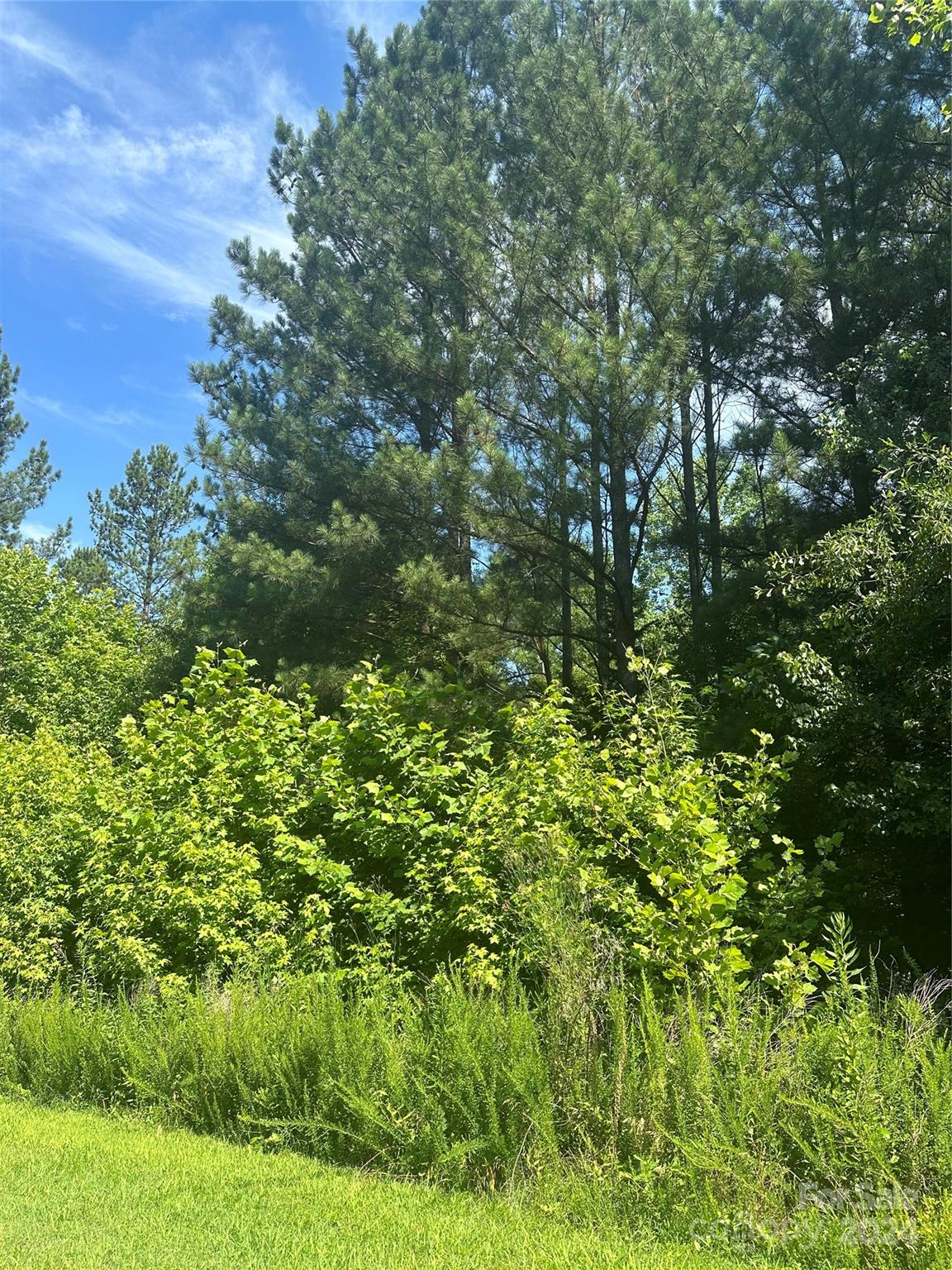 Magnolia - Land