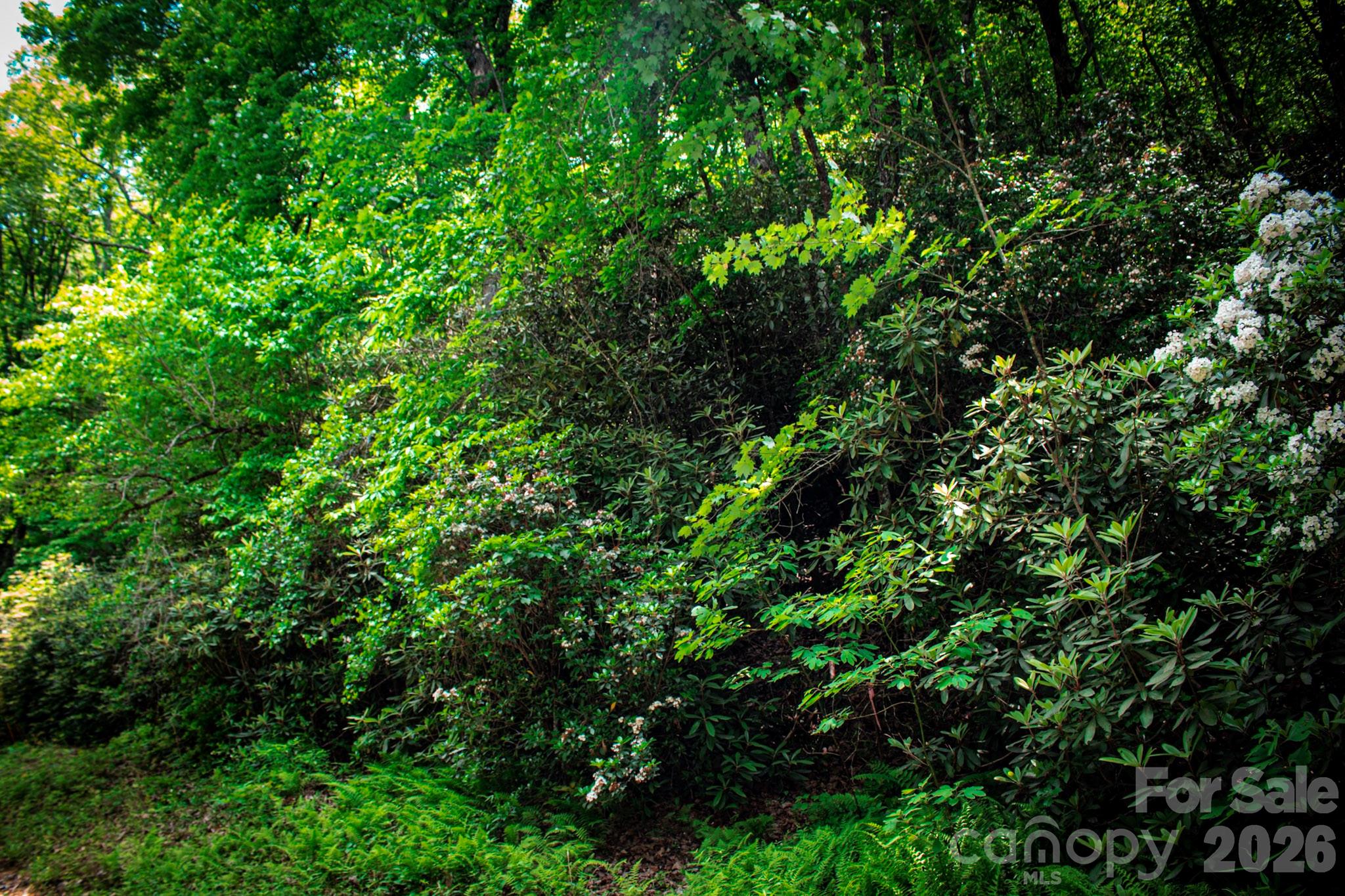 Oak Laurel - Land