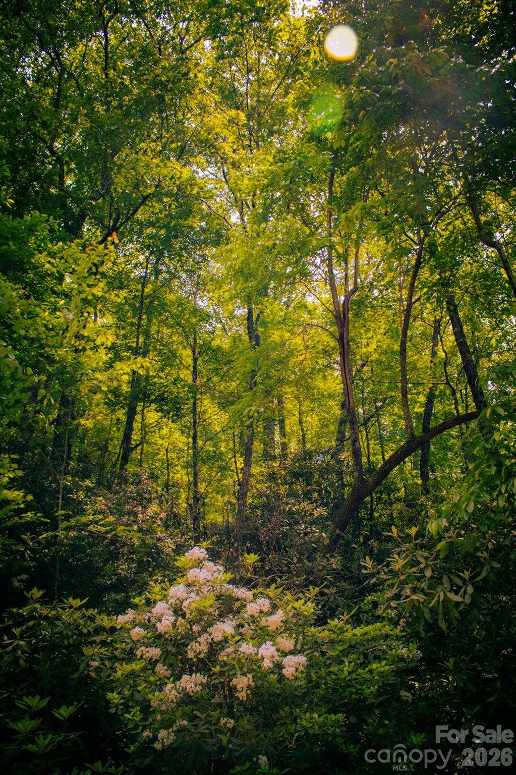 Oak Laurel - Land