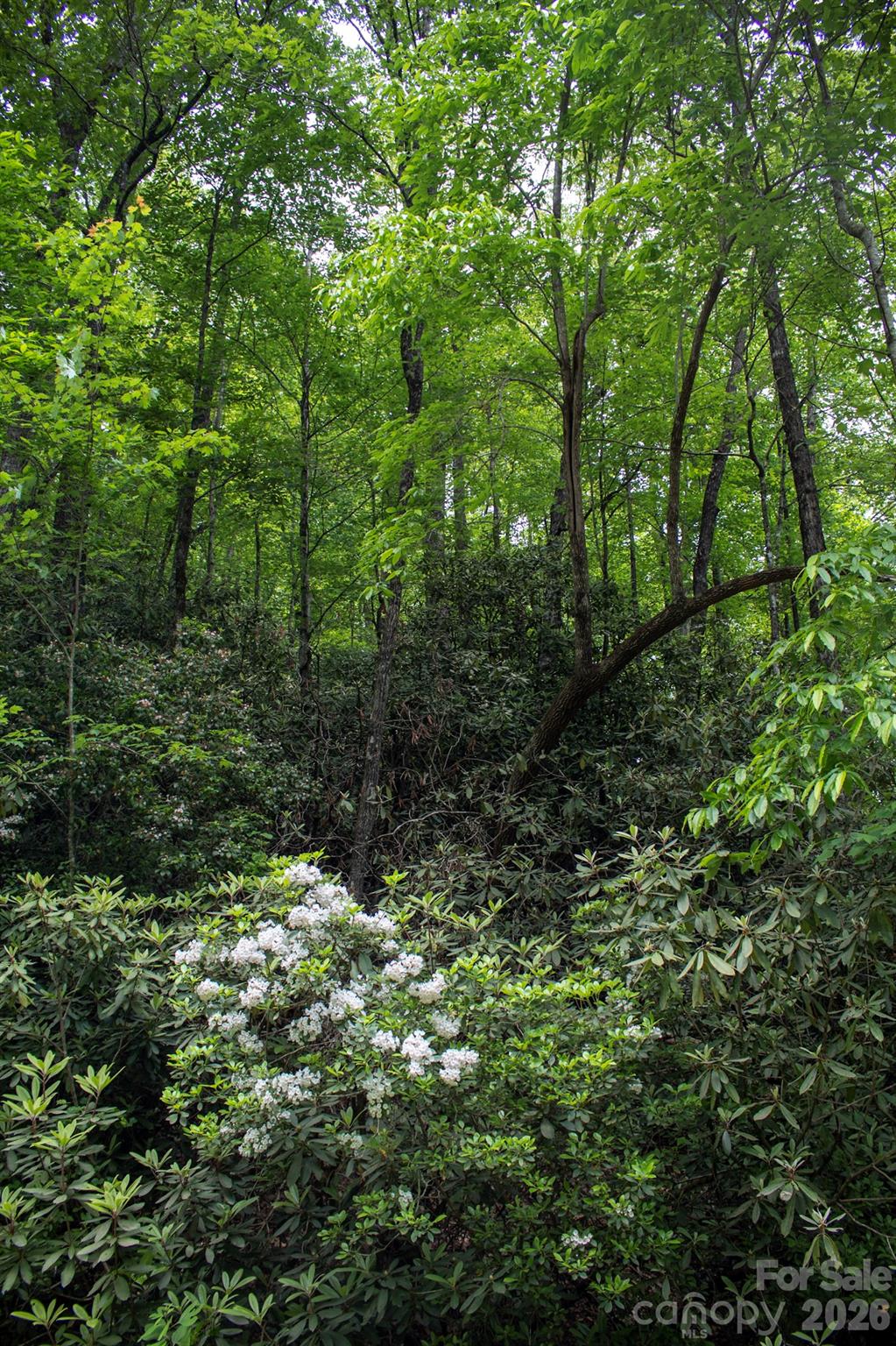 Low annual dues. A nature lover's dream come true! Located in the very well-maintained Oak Laurel community, which is only a few miles away from the majestic Gorges State Park(Frozen Creek Access). Where you can delight in all year long in 7500 acres of temperate rainforest, including 26 remote waterfalls! It is approximately 15 miles away from all the conveniences of downtown Brevard. Expired Septic Permit Approval.
