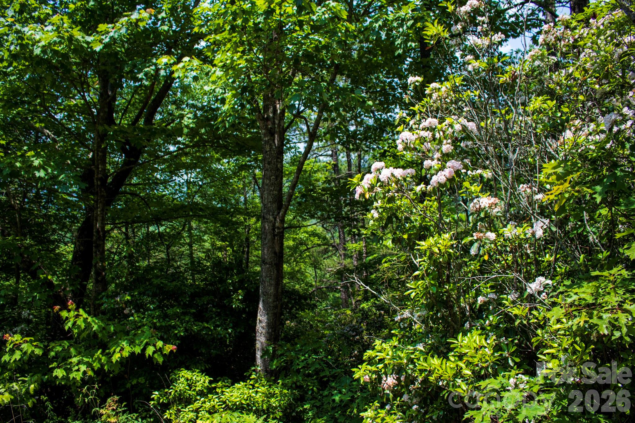 Oak Laurel - Land