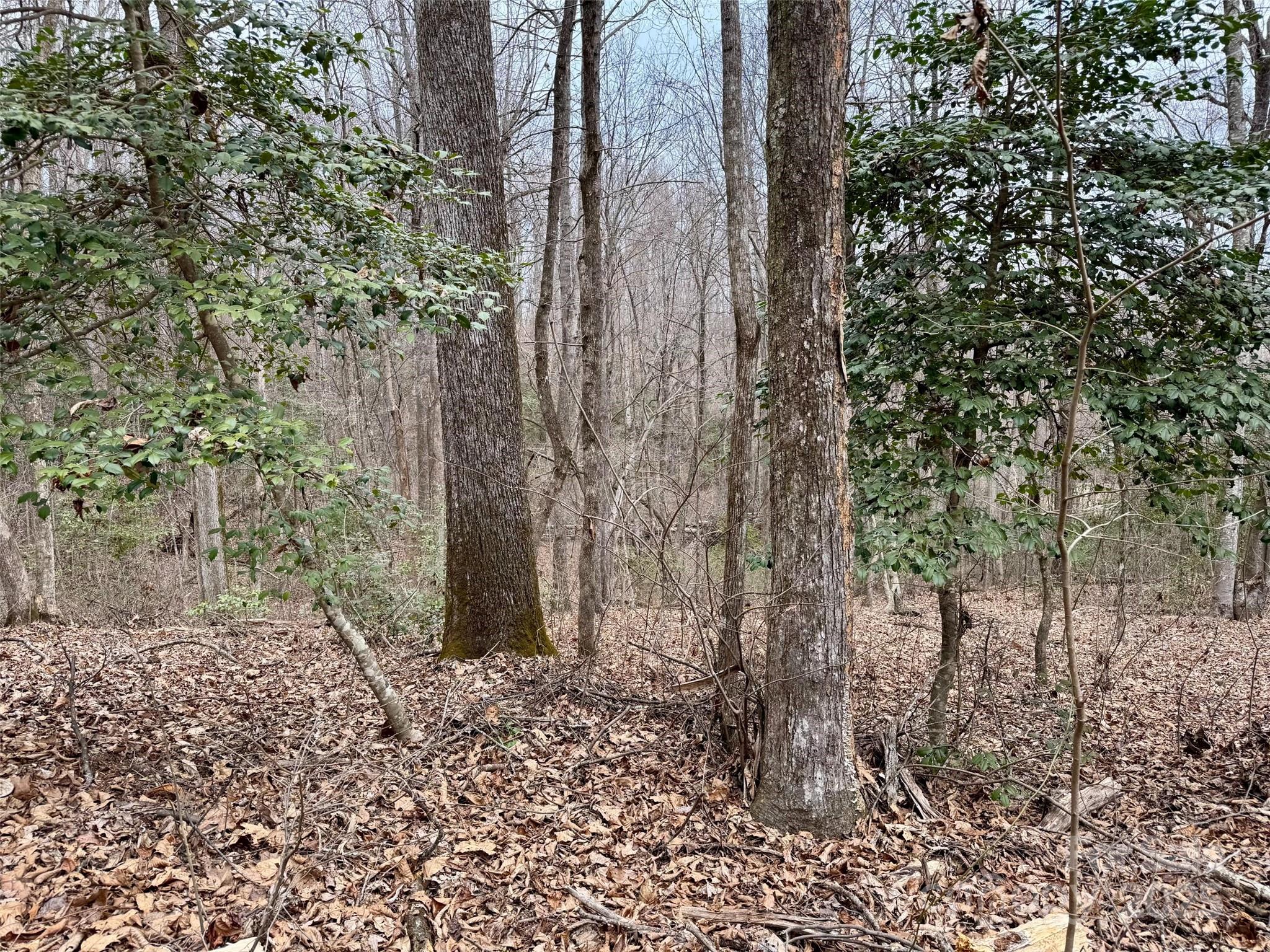 Orchard Mountain - Land