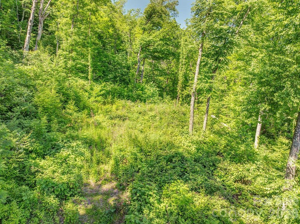 Patchens Mountainside Forest - Land