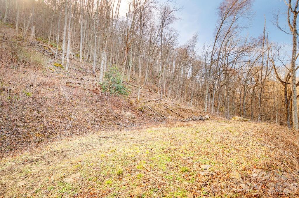 Patchens Mountainside Forest - Land