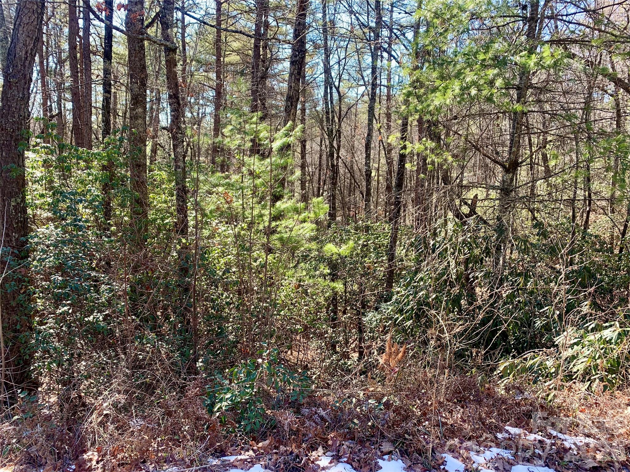 Oak Laurel - Land