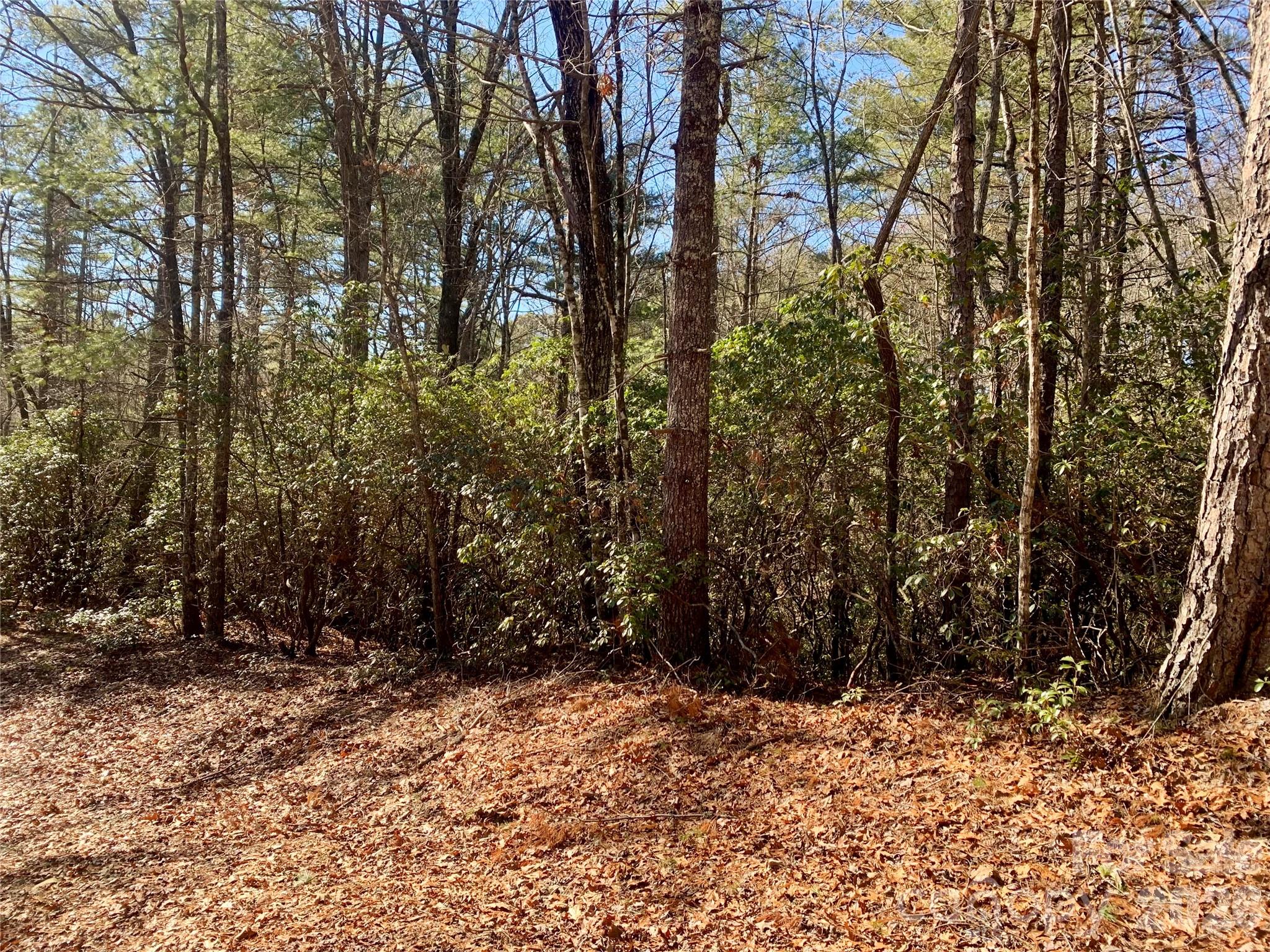 Oak Laurel - Land