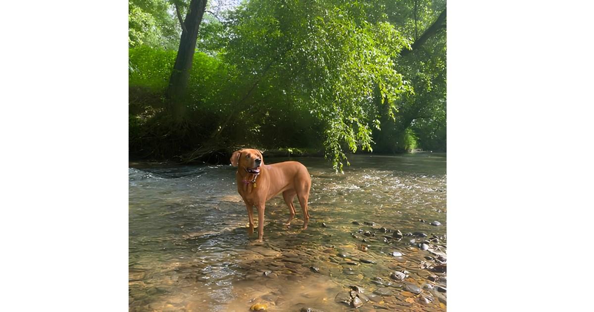 The Coves Mountain River Club - Land