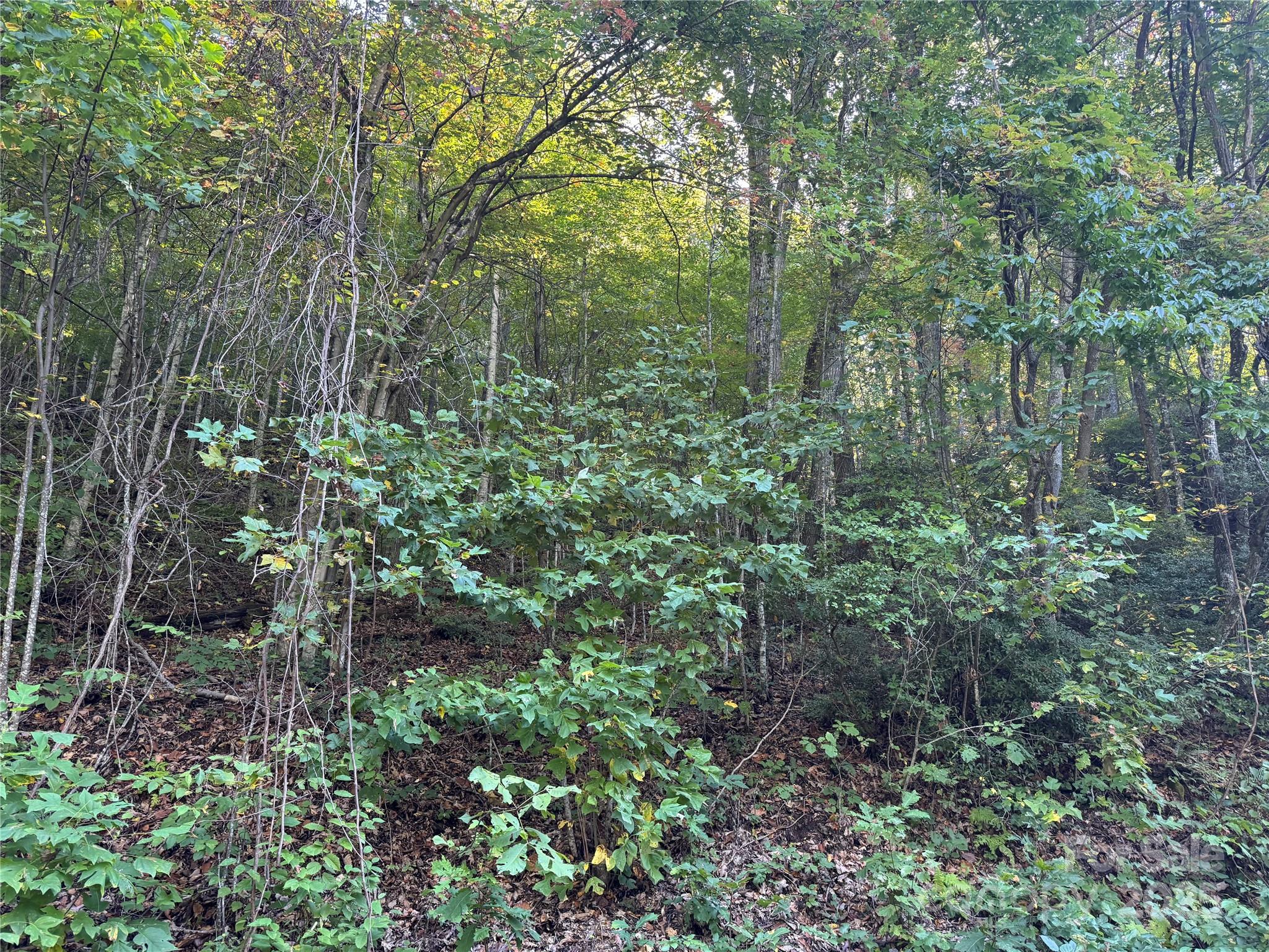 Fairview Forest - Land