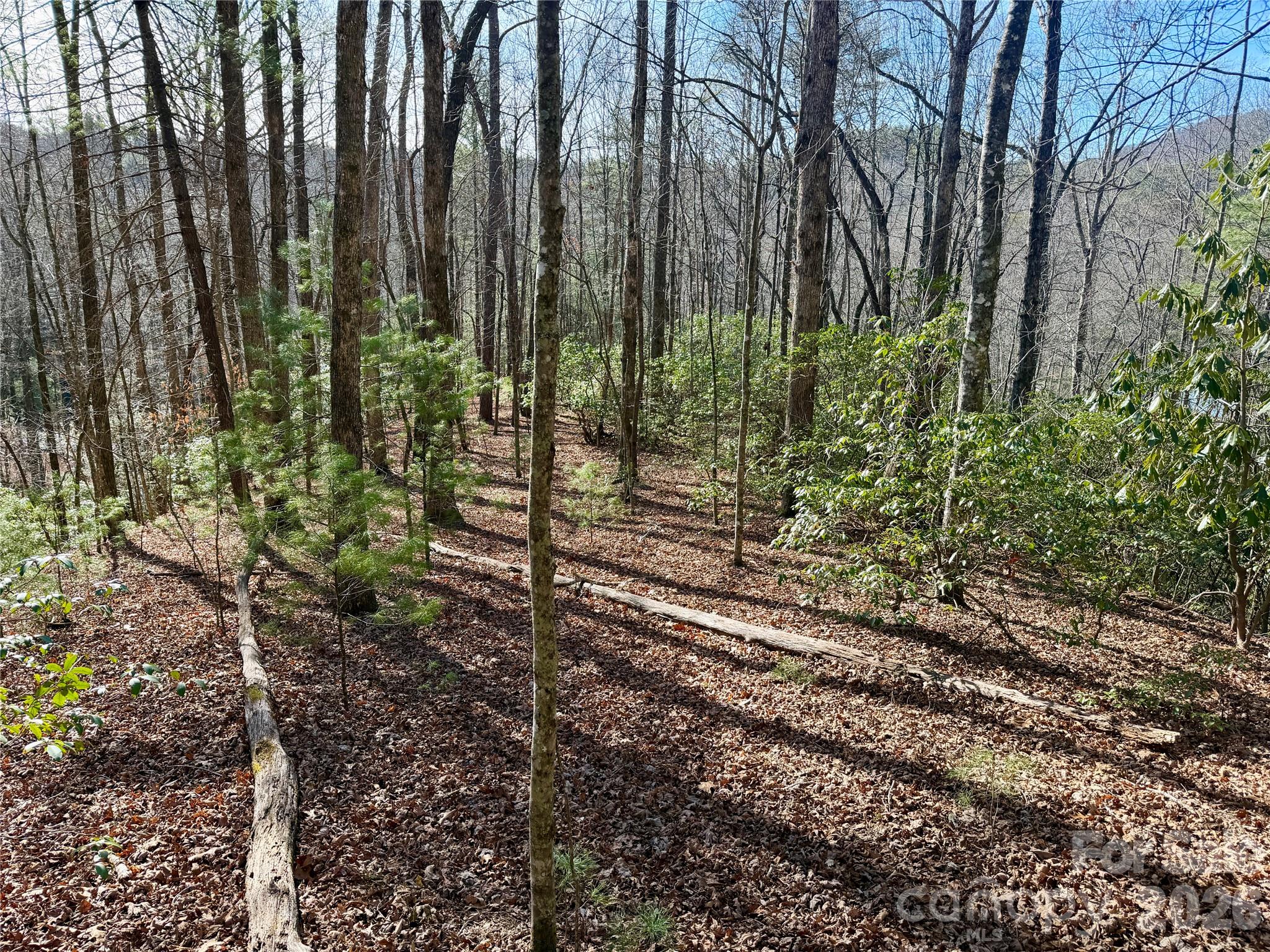Oak Laurel - Land