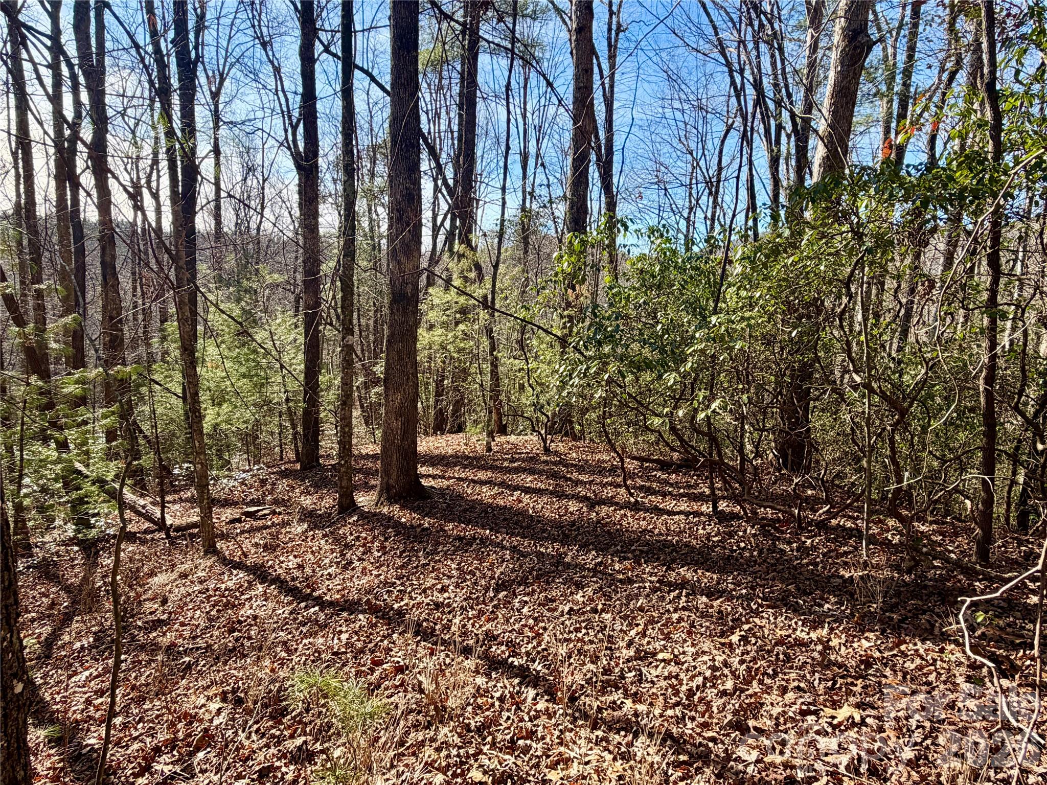 Oak Laurel - Land