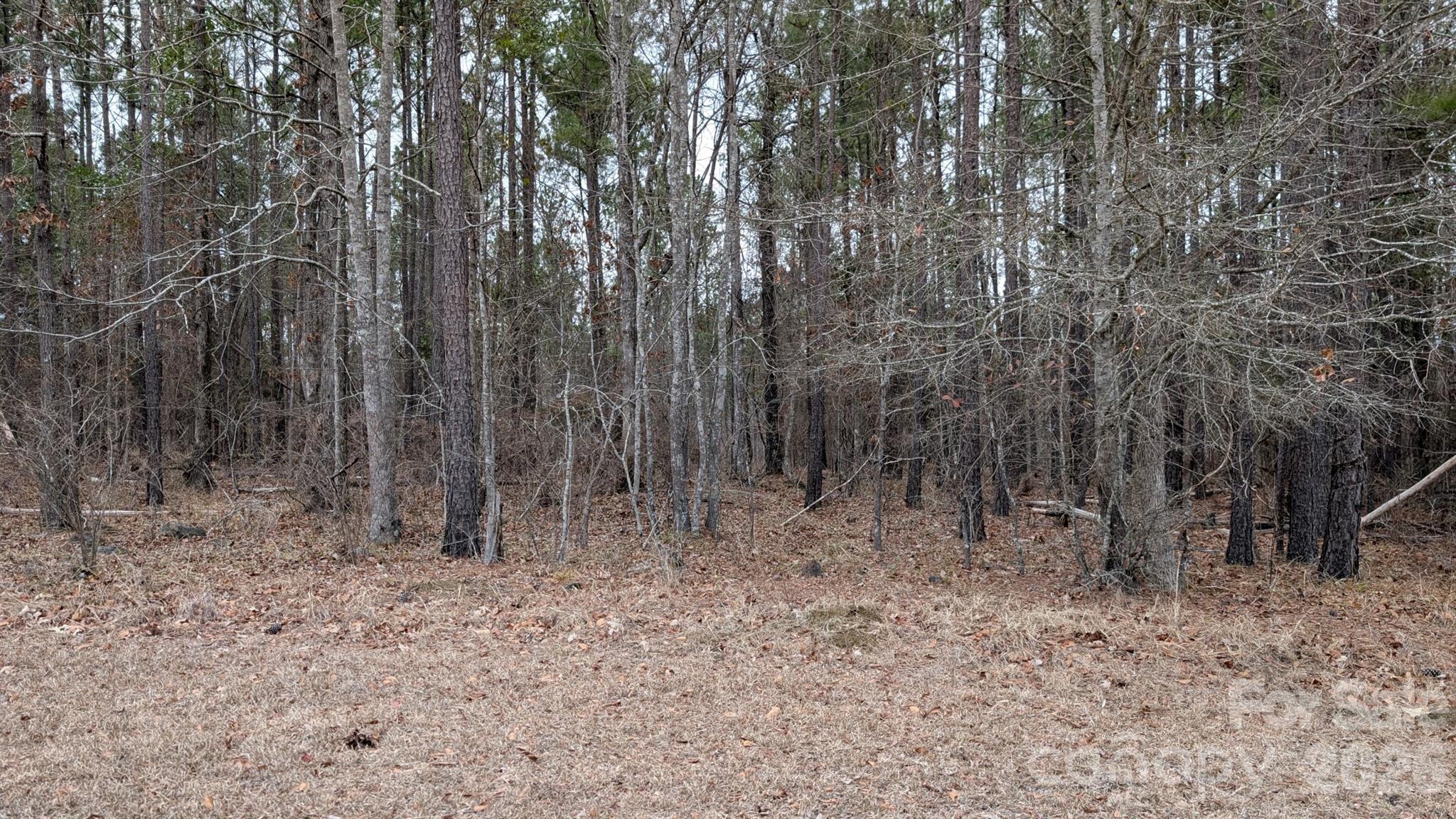 The Woods at Molly Creek - Land