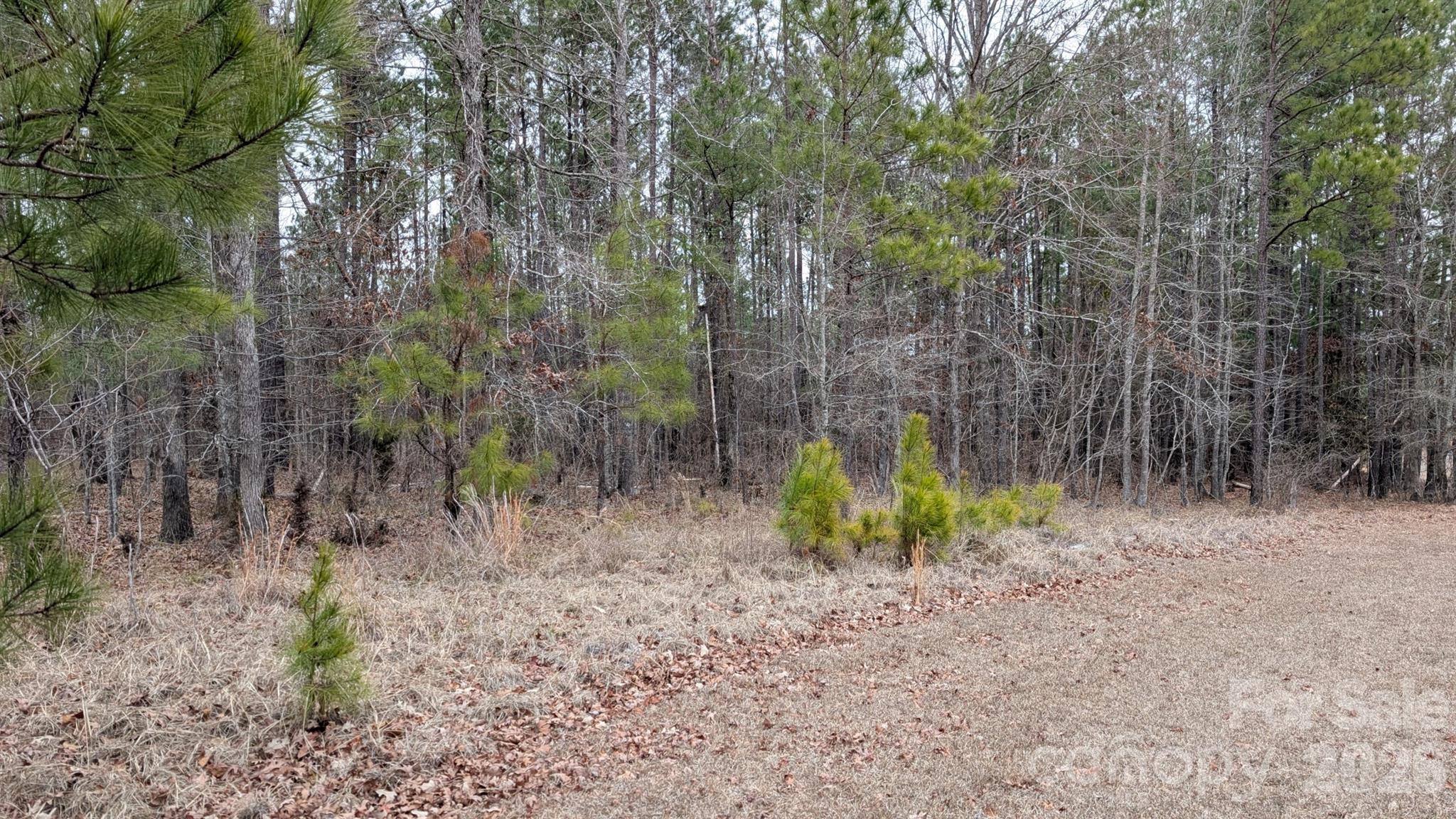The Woods at Molly Creek - Land